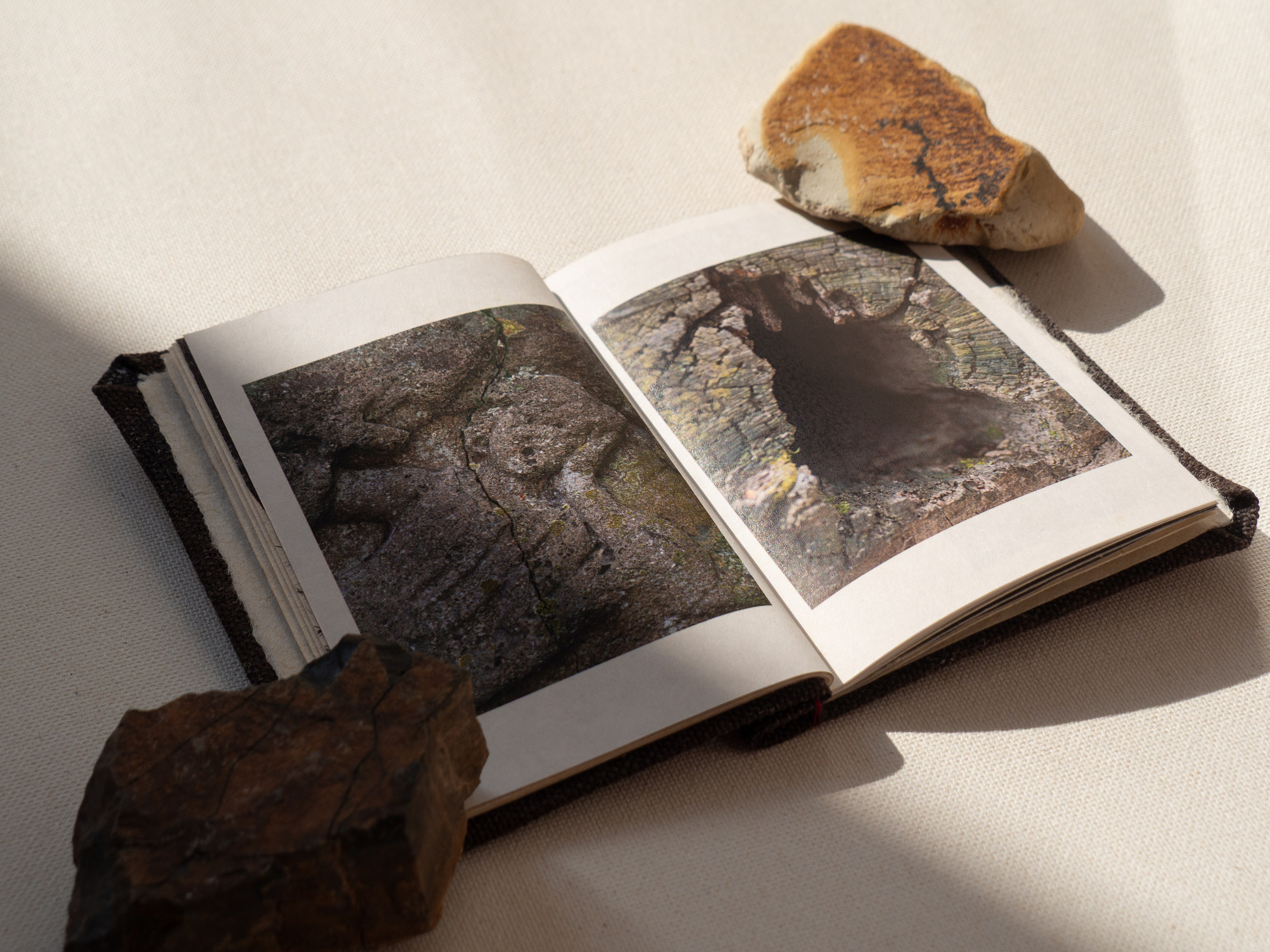 Drawing a tree. Ekaterina Shikhanova