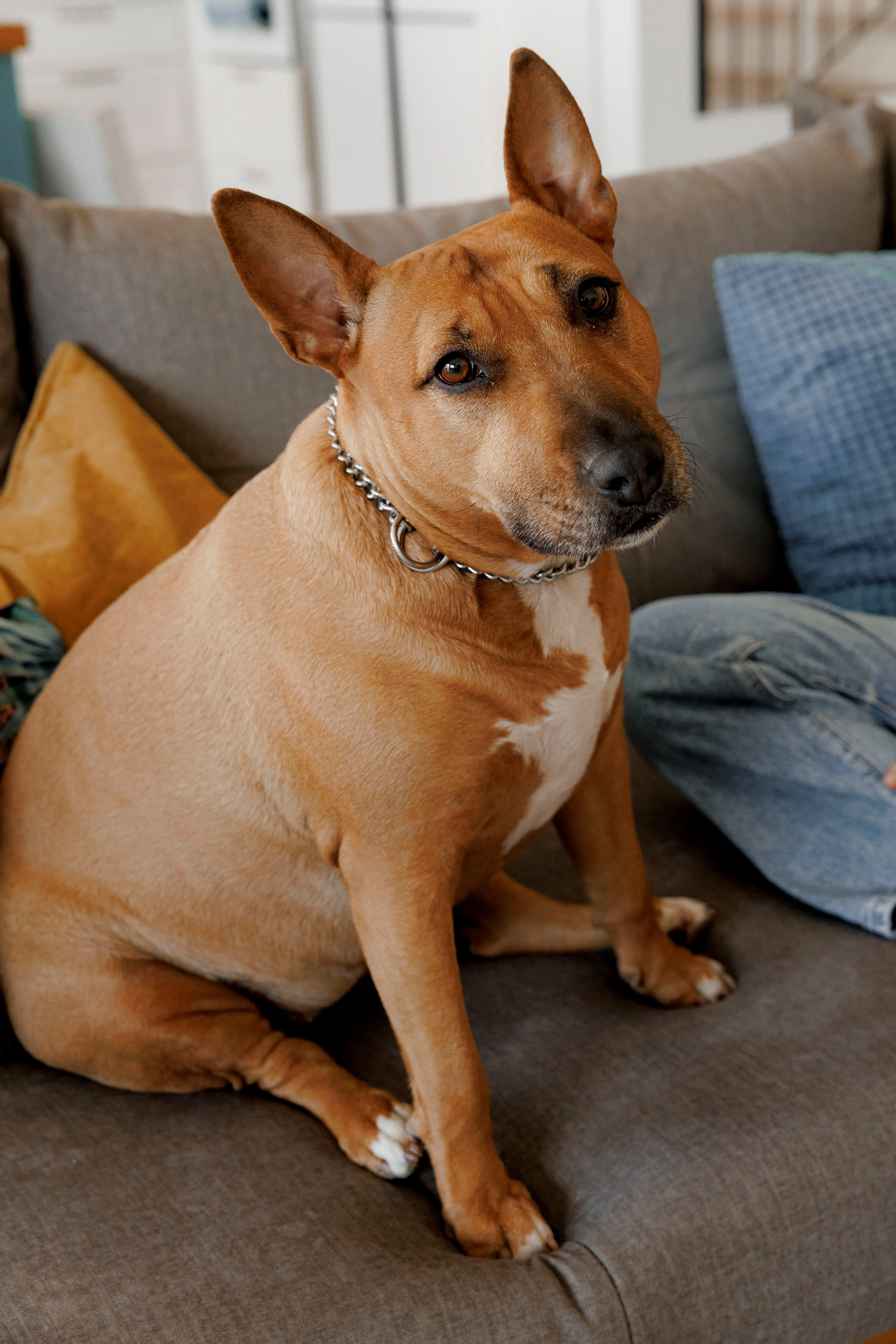 Pregnancy photoshoot (home/park/beach). Главная