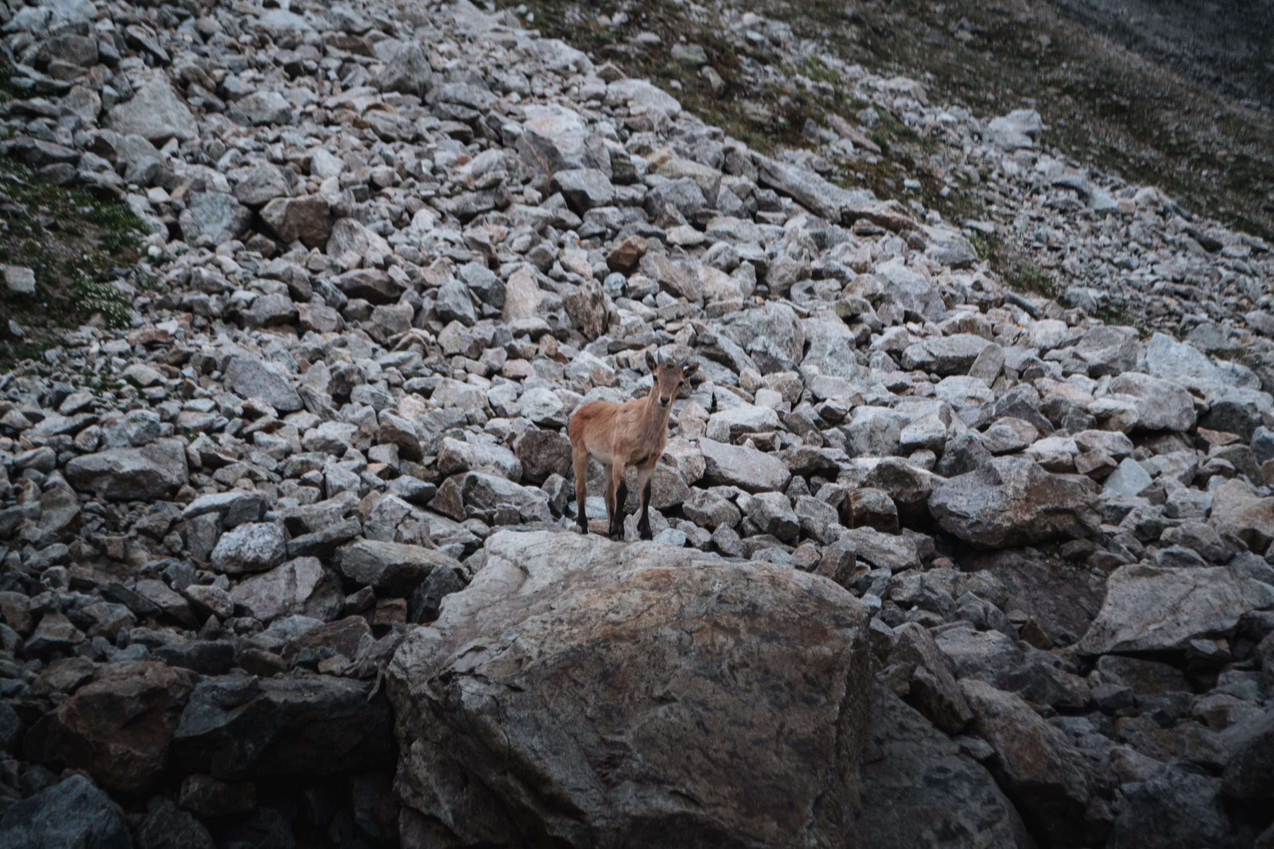 Альплагерь «Безенги». Фотограф Настя | Экспедиции и лайфстайл