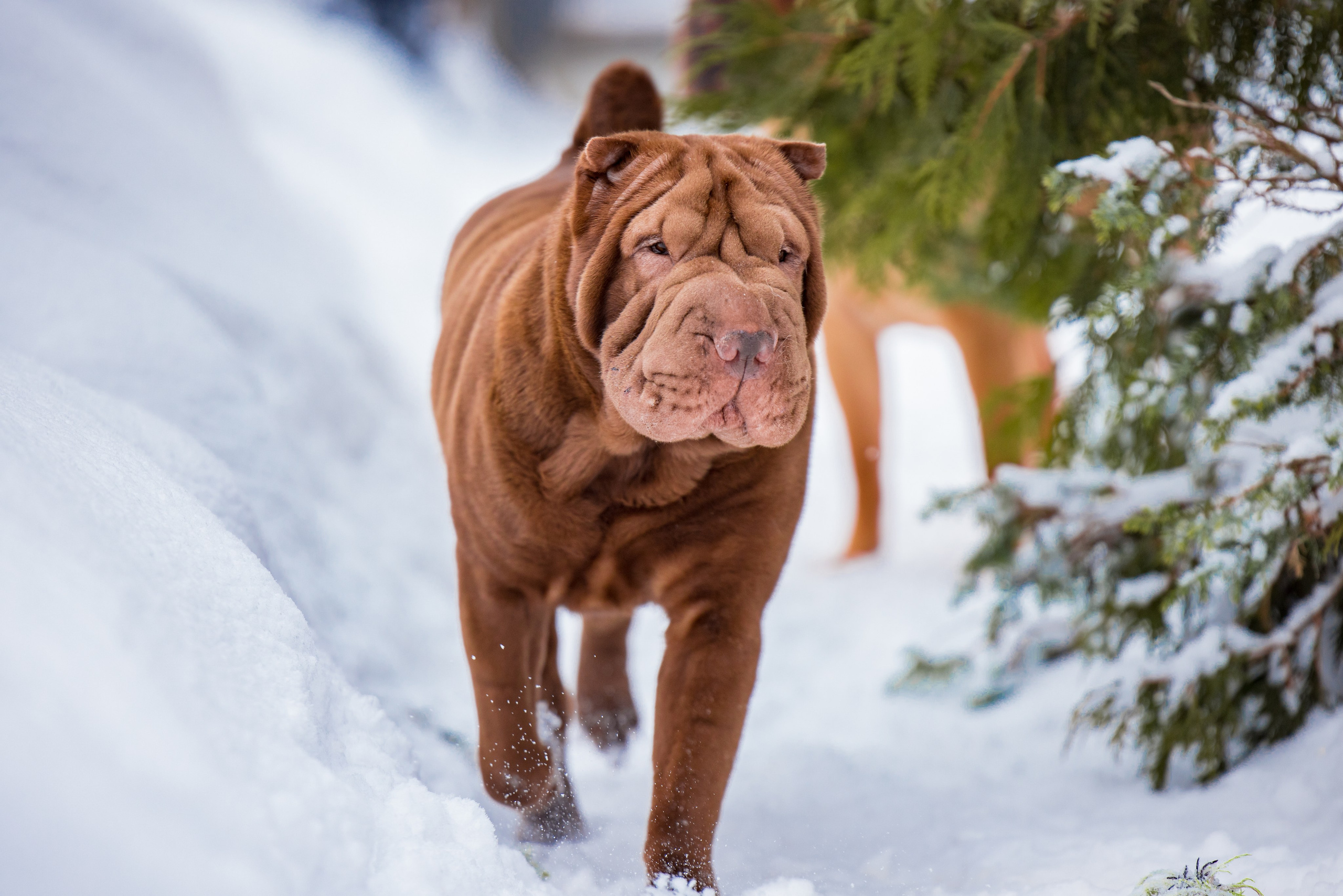 В гостях у шарпеев 16.01.2024. Фотограф-анималист Юлия Германика