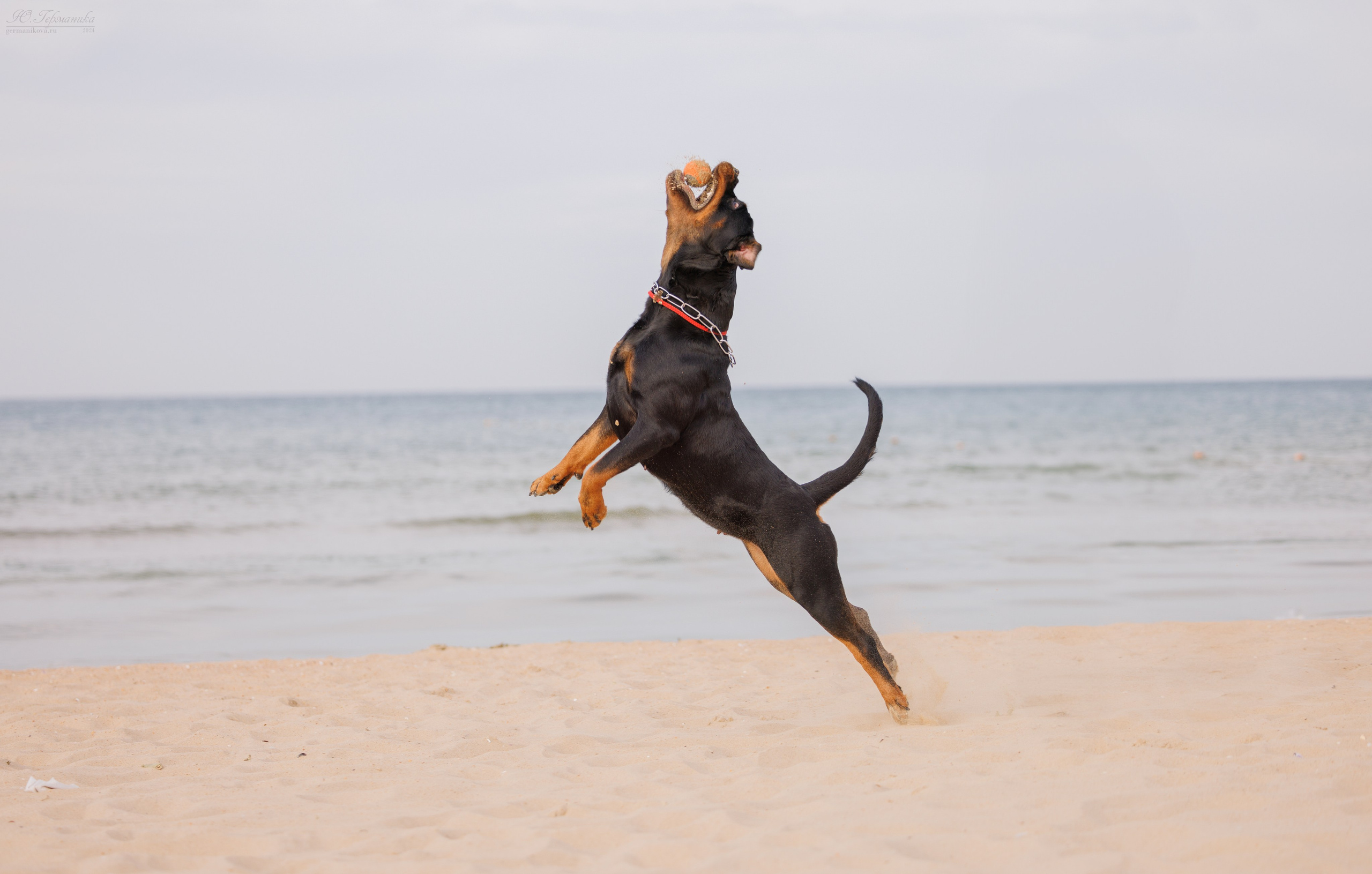 Свободная съемка. Фотограф-анималист Юлия Германика
