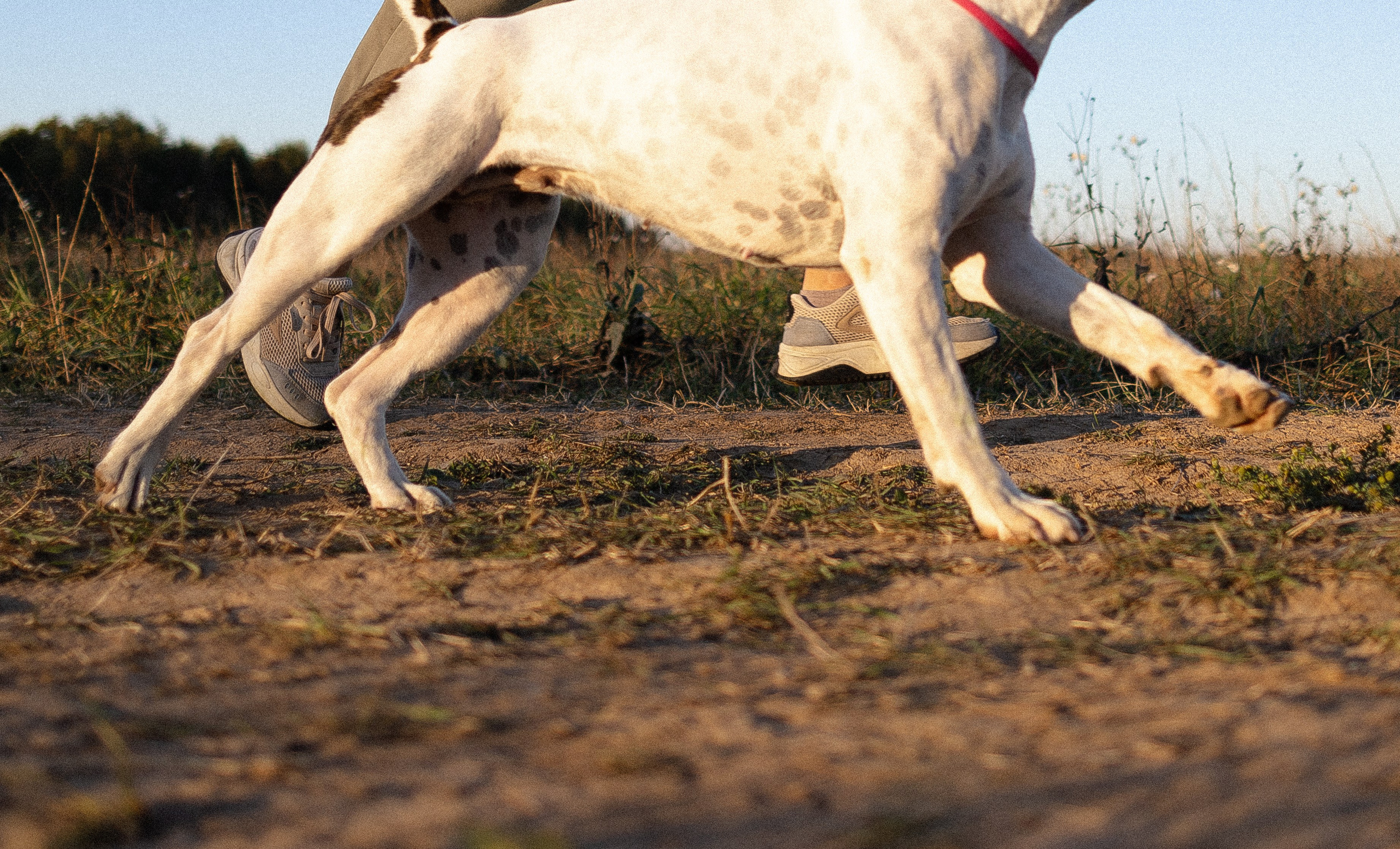 Женя, Афра и Молли. Фотограф и видеограф анималист Аганина Дарья