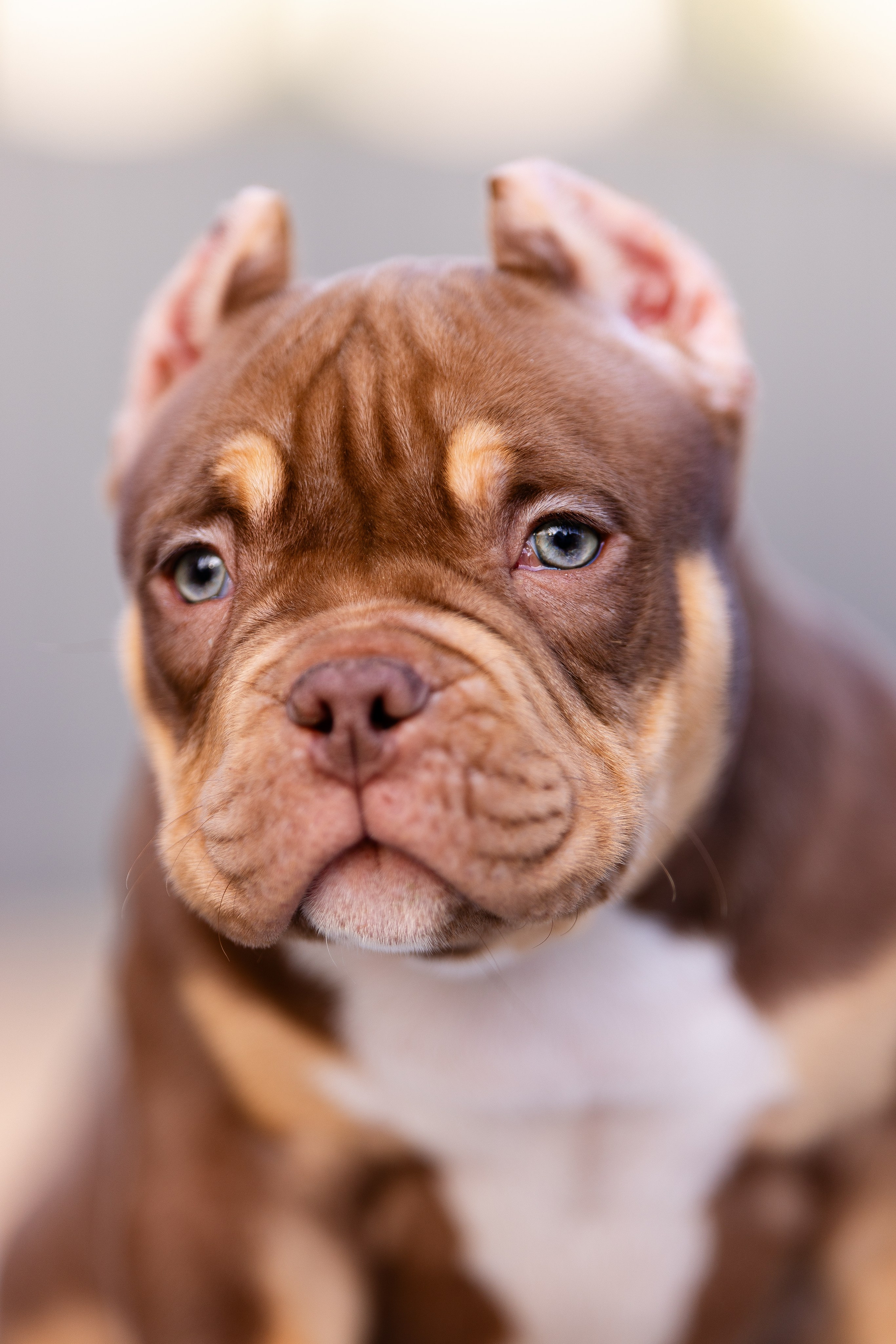 Булли. Фотограф и видеограф анималист Аганина Дарья