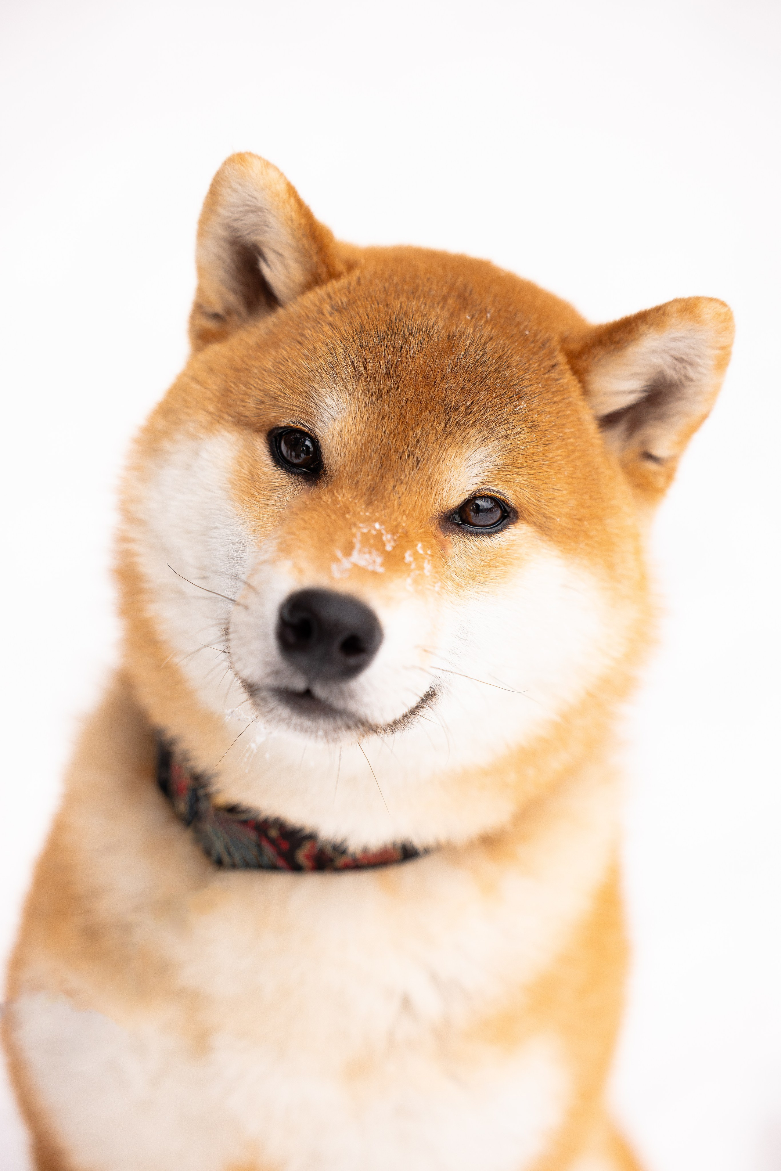 Юми, Серж и Тоши. Фотограф и видеограф анималист Аганина Дарья