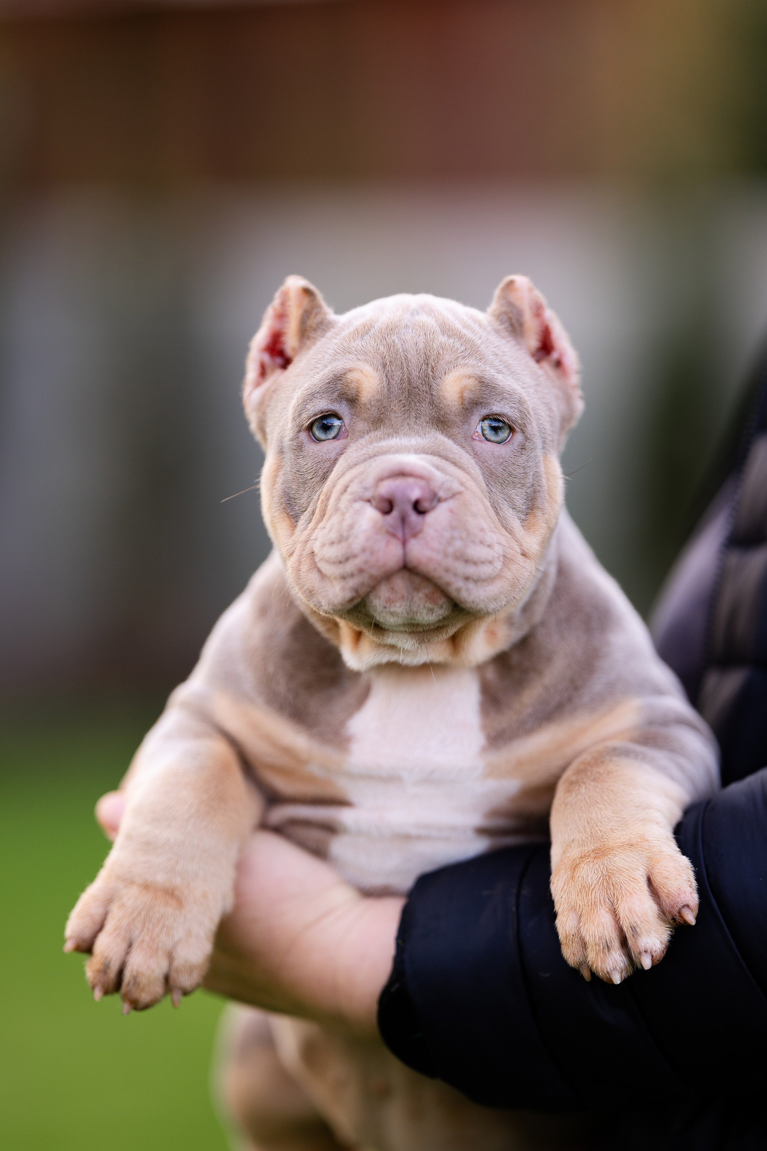 Булли. Фотограф и видеограф анималист Аганина Дарья