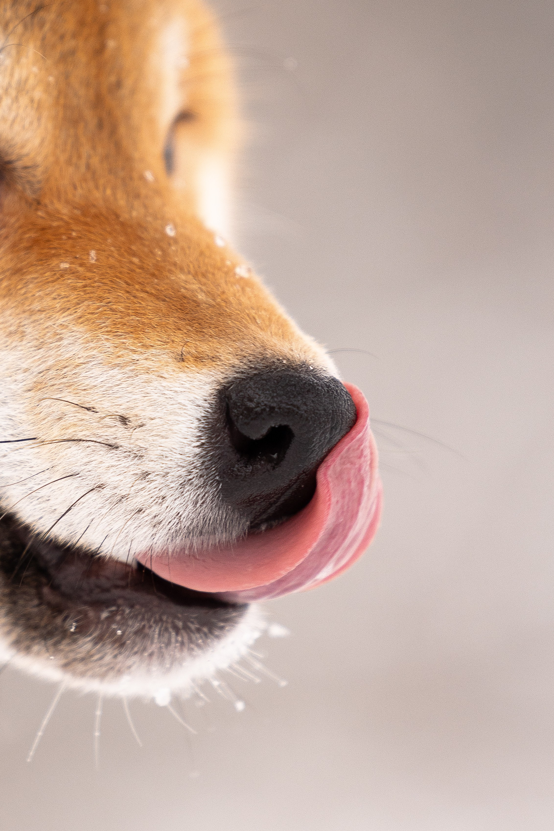 Юми, Серж и Тоши. Фотограф и видеограф анималист Аганина Дарья