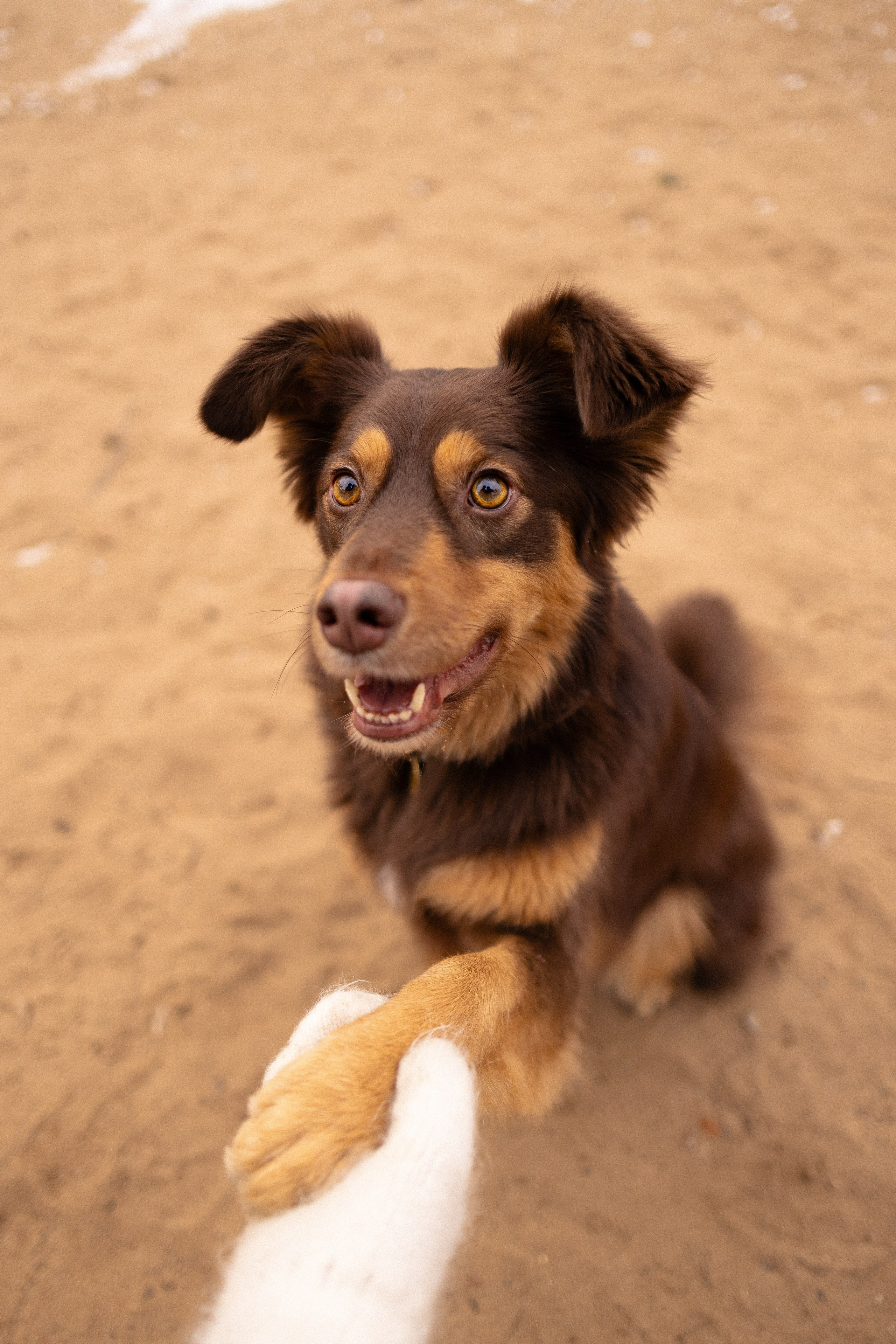 Катя и Мёд. Фотограф и видеограф анималист Аганина Дарья