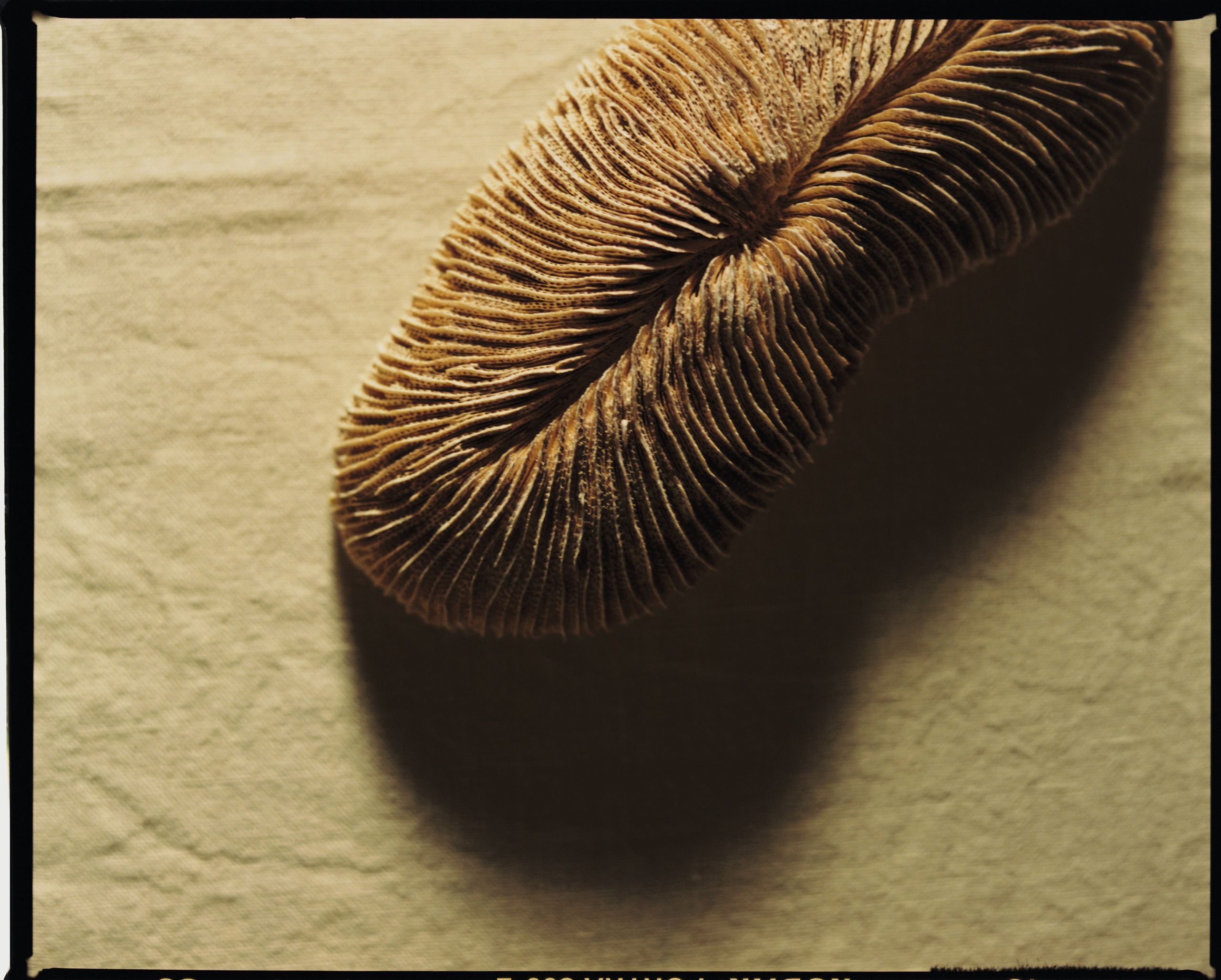 Предметная съемка. Предметный и портретный фотограф из Москвы Лосевский Александр