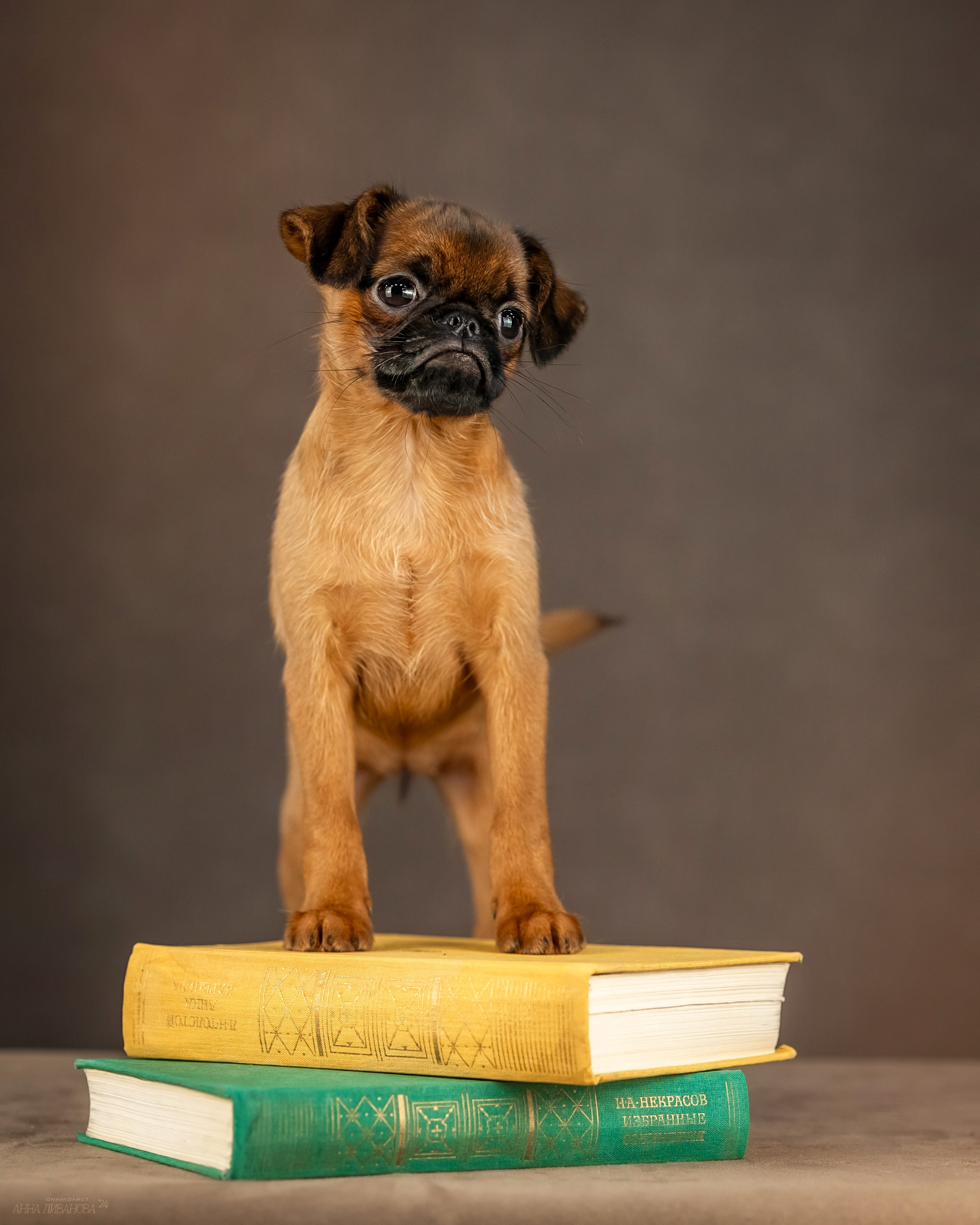 Гриффончики. Фотограф анималист Аня Ливанова | Рыбинск