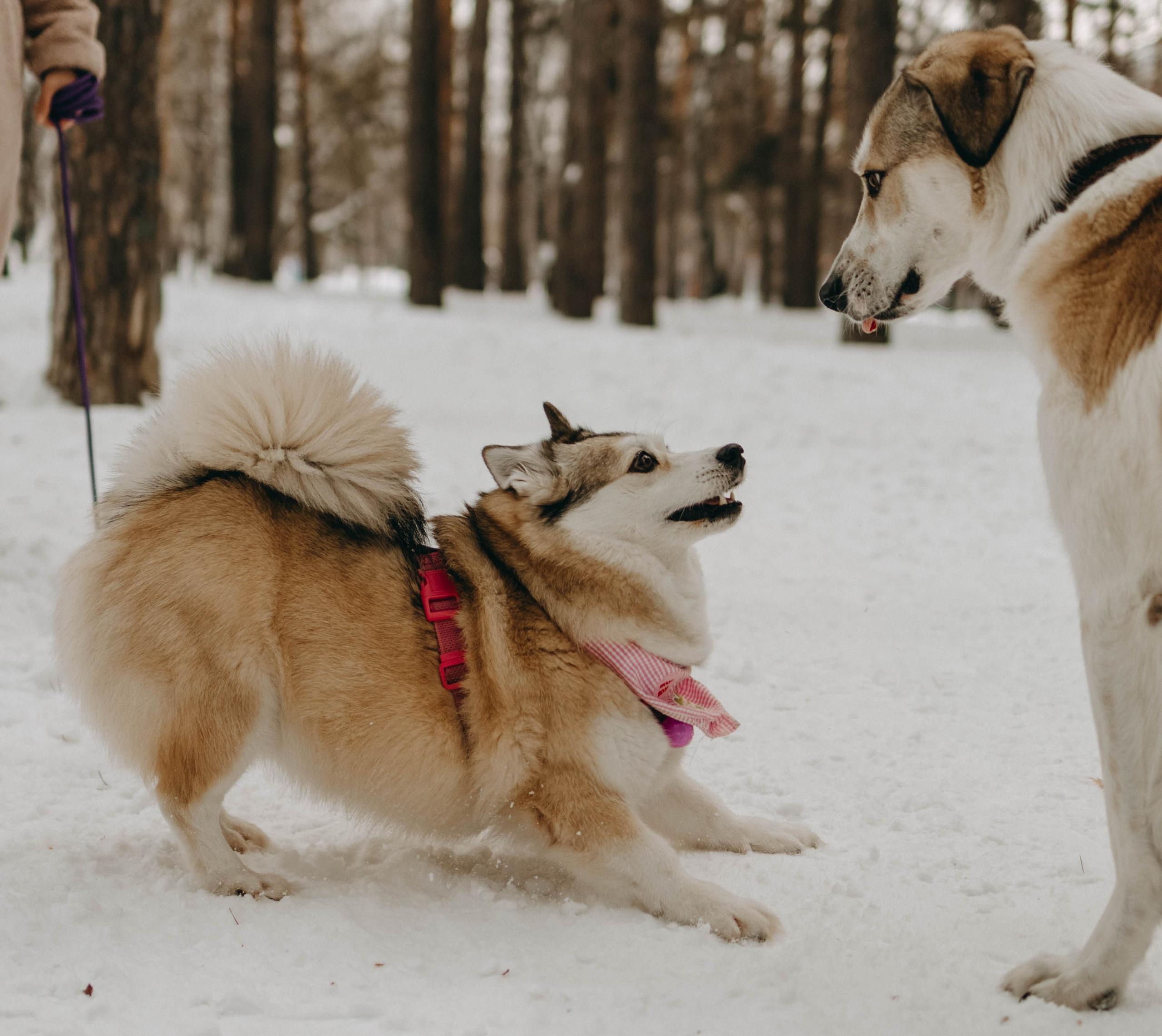 Варвара и Шелби. Фотограф-анималист в Екатеринбурге | Кристина