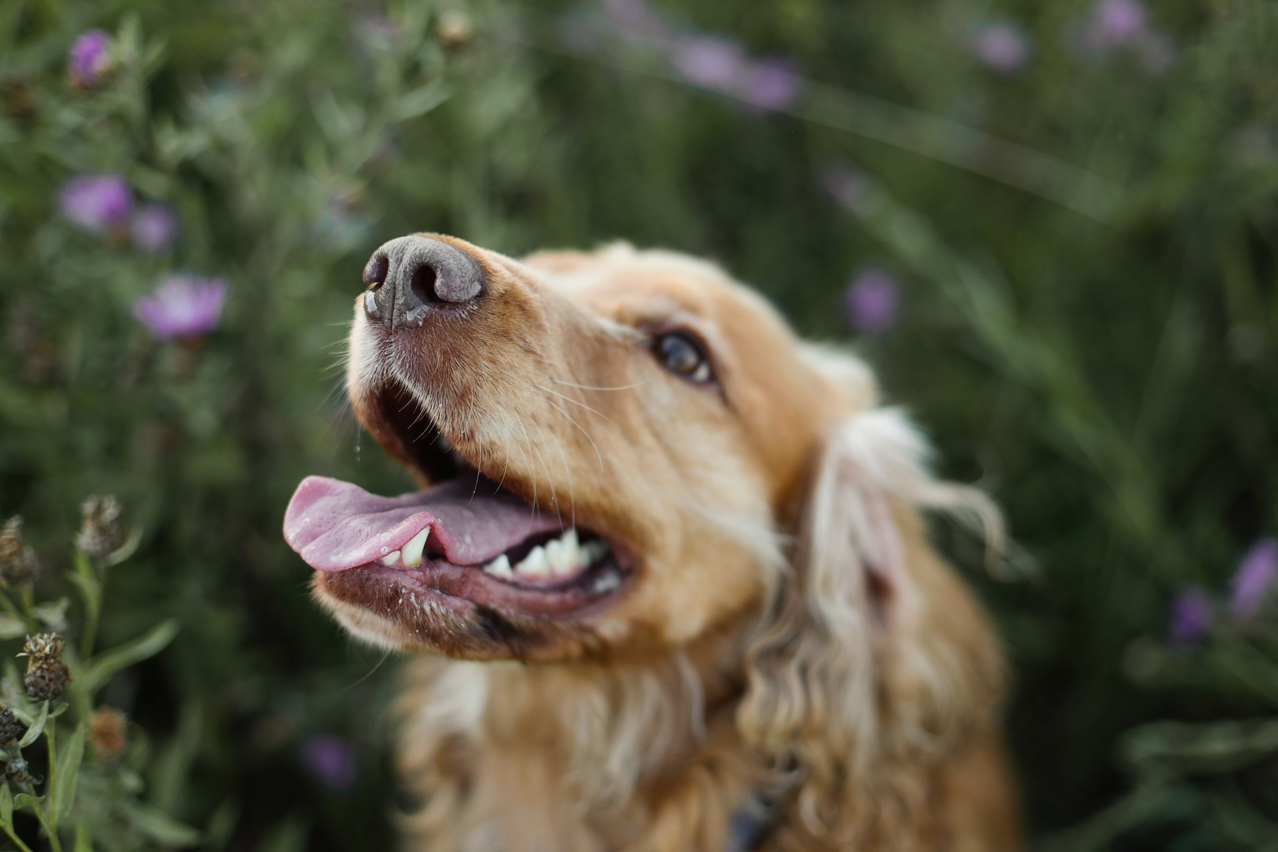 Четвероногие друзья. Репортажный, семейный, школьный фотограф в Иванове Инна Крылова