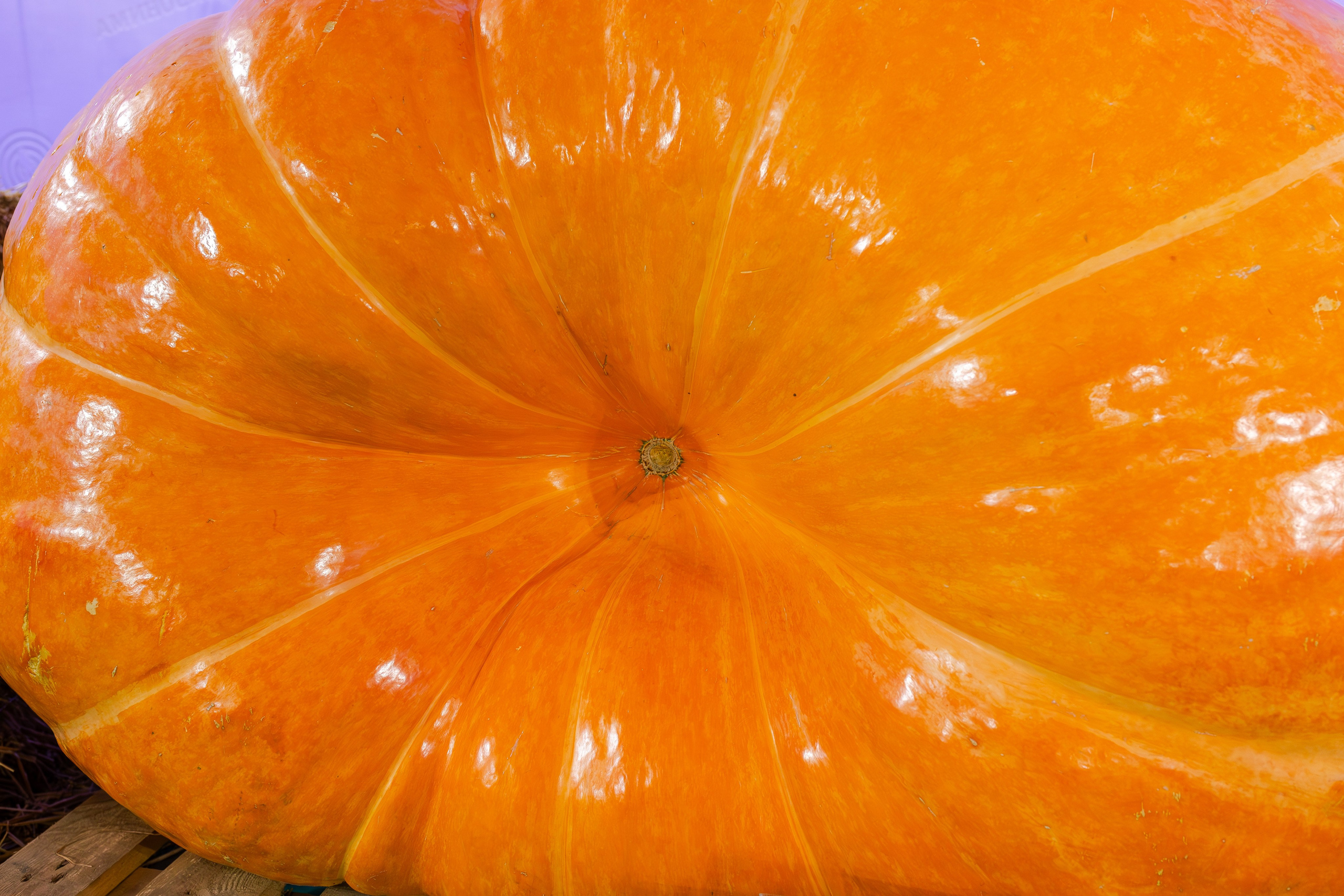 Овощи-гиганты. Александра Куликова фотограф, Москва