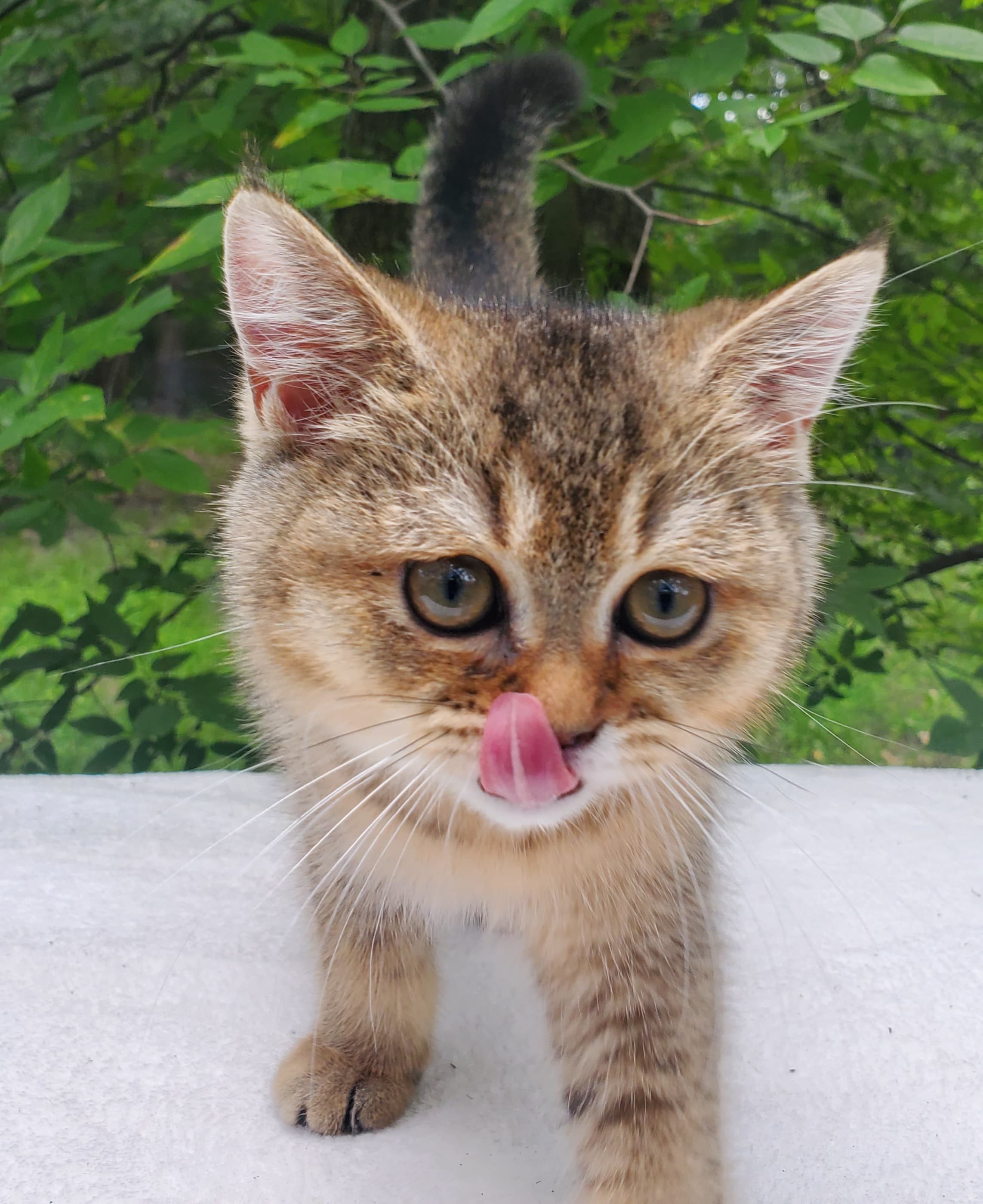 Moli, male, DB-04.07.25, sold. British shorhair Cats