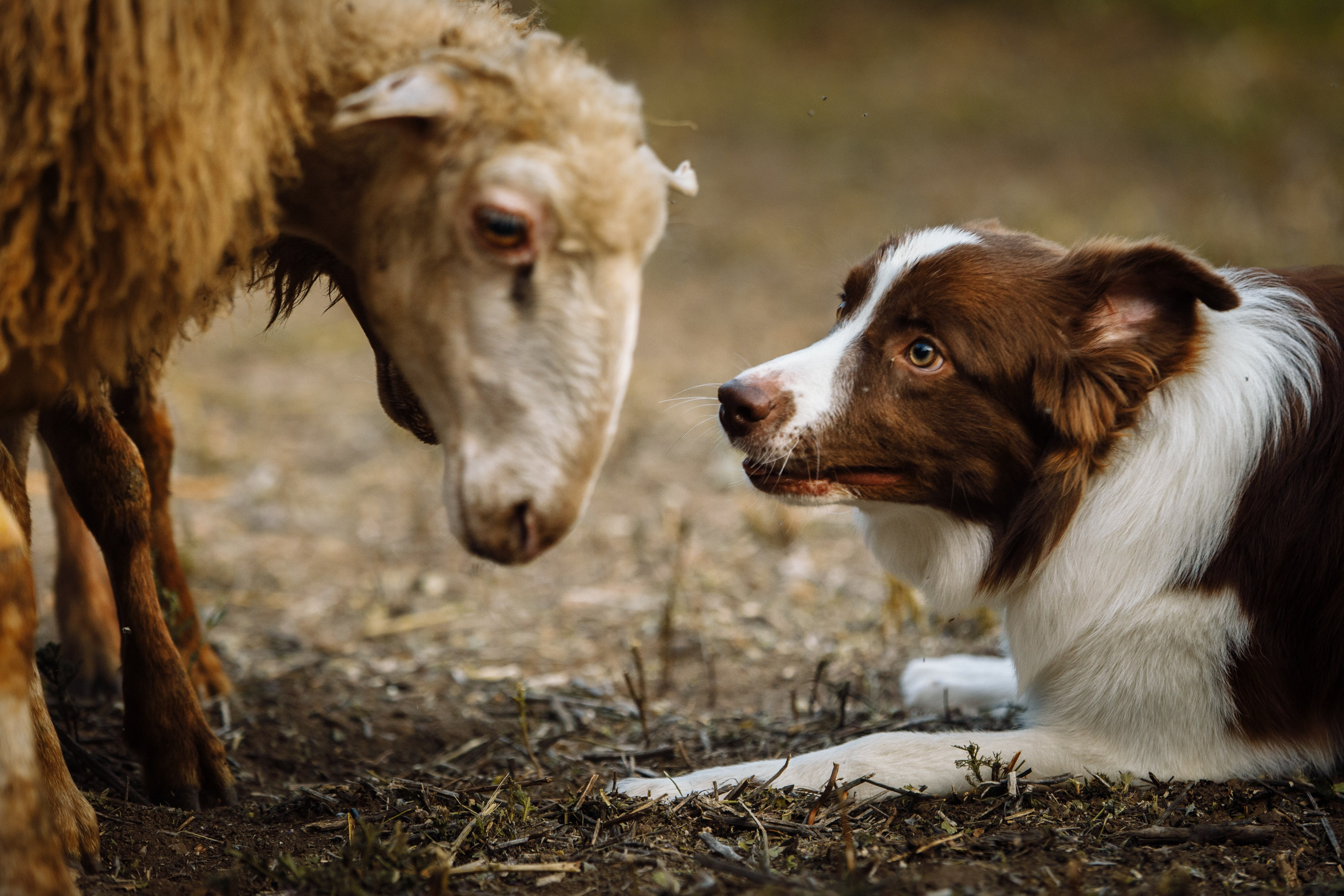 Овечий день. О нас