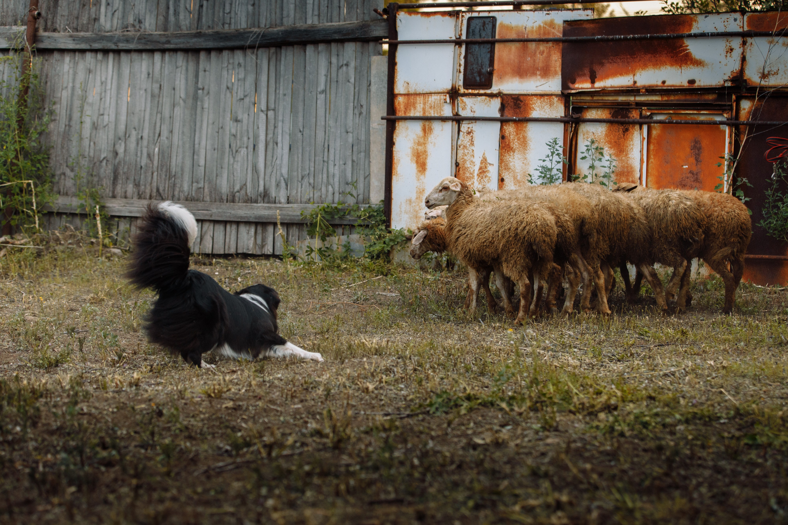 Овечий день. О нас