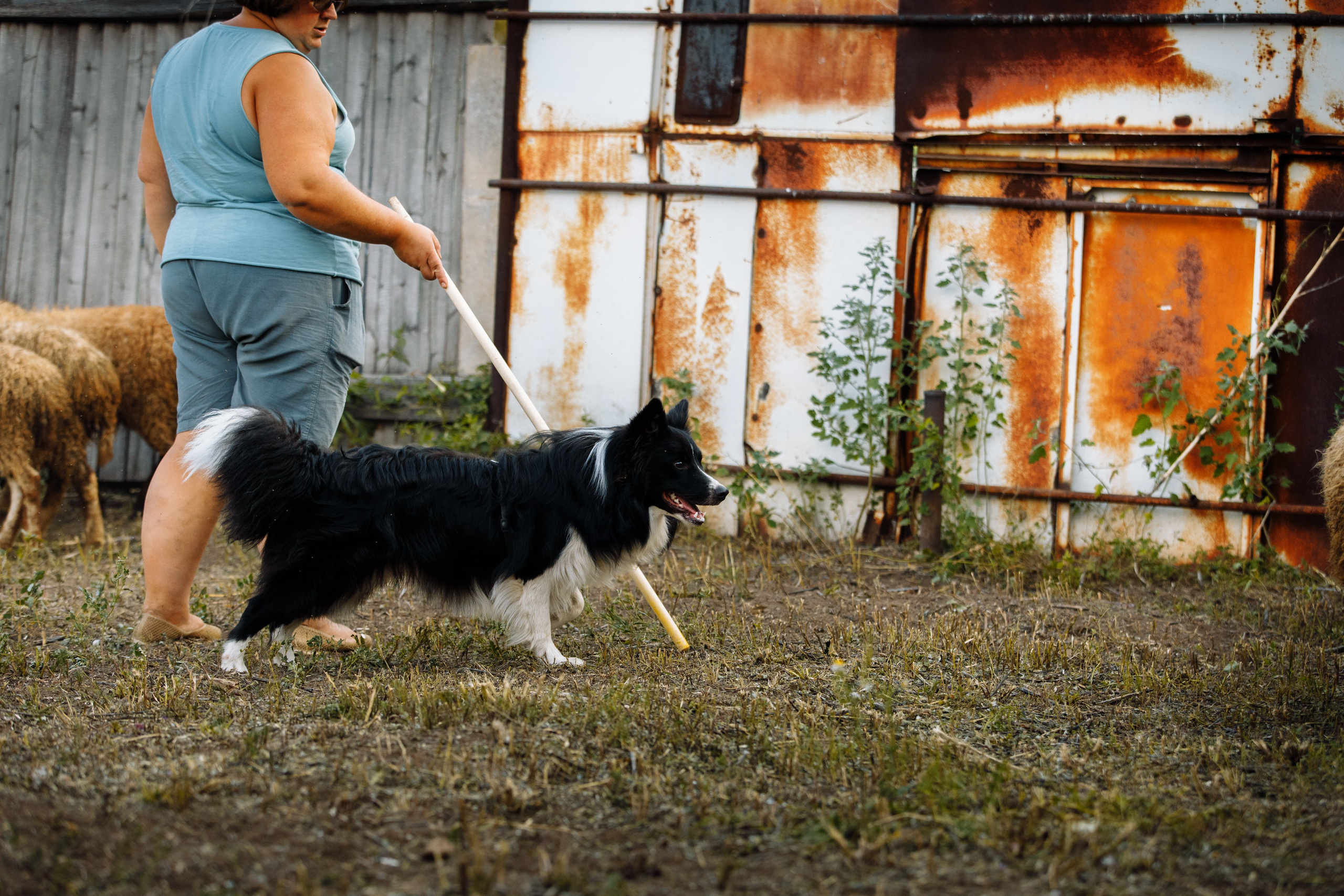 Овечий день. О нас