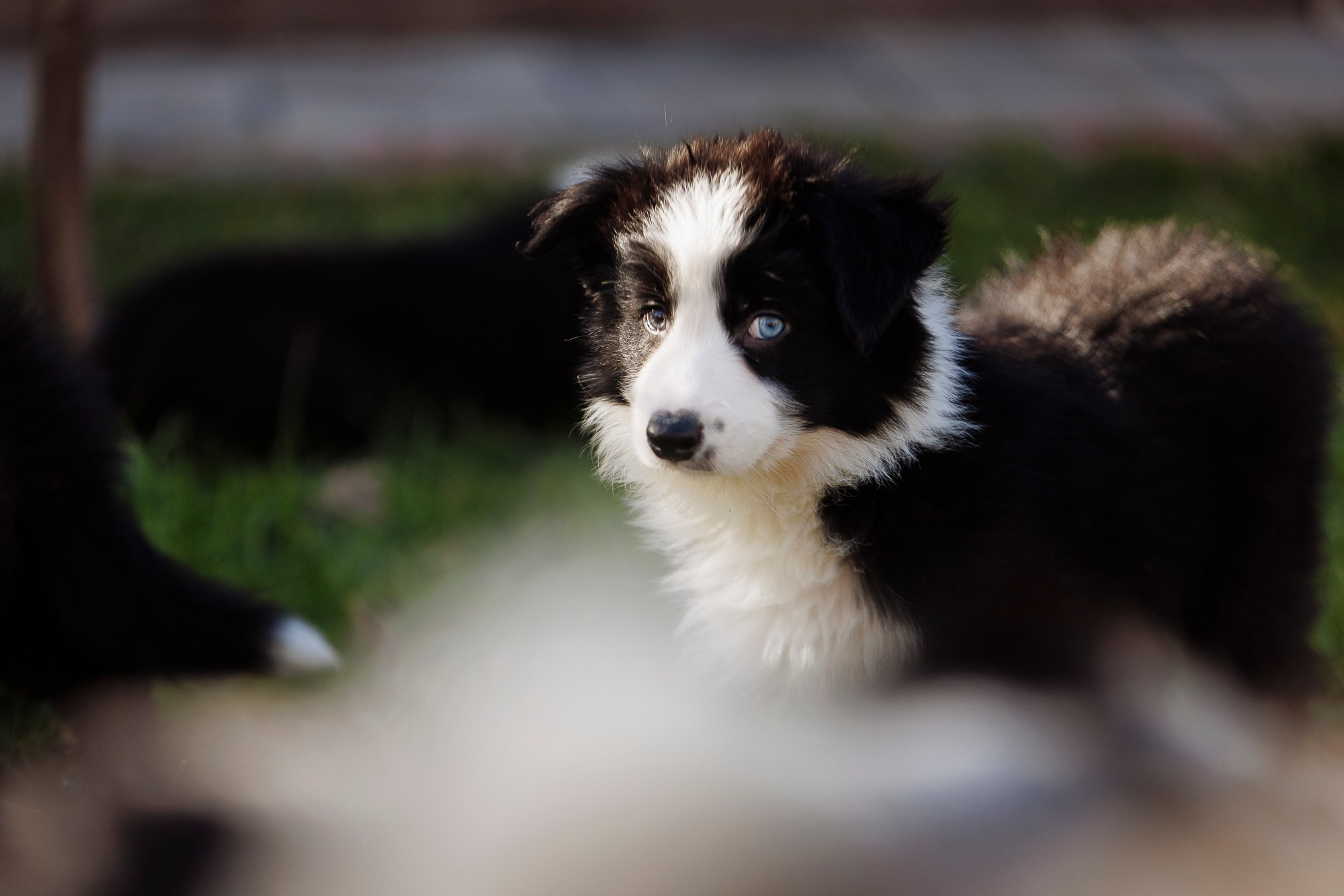 У дома с большой компанией от мала до велика. О нас