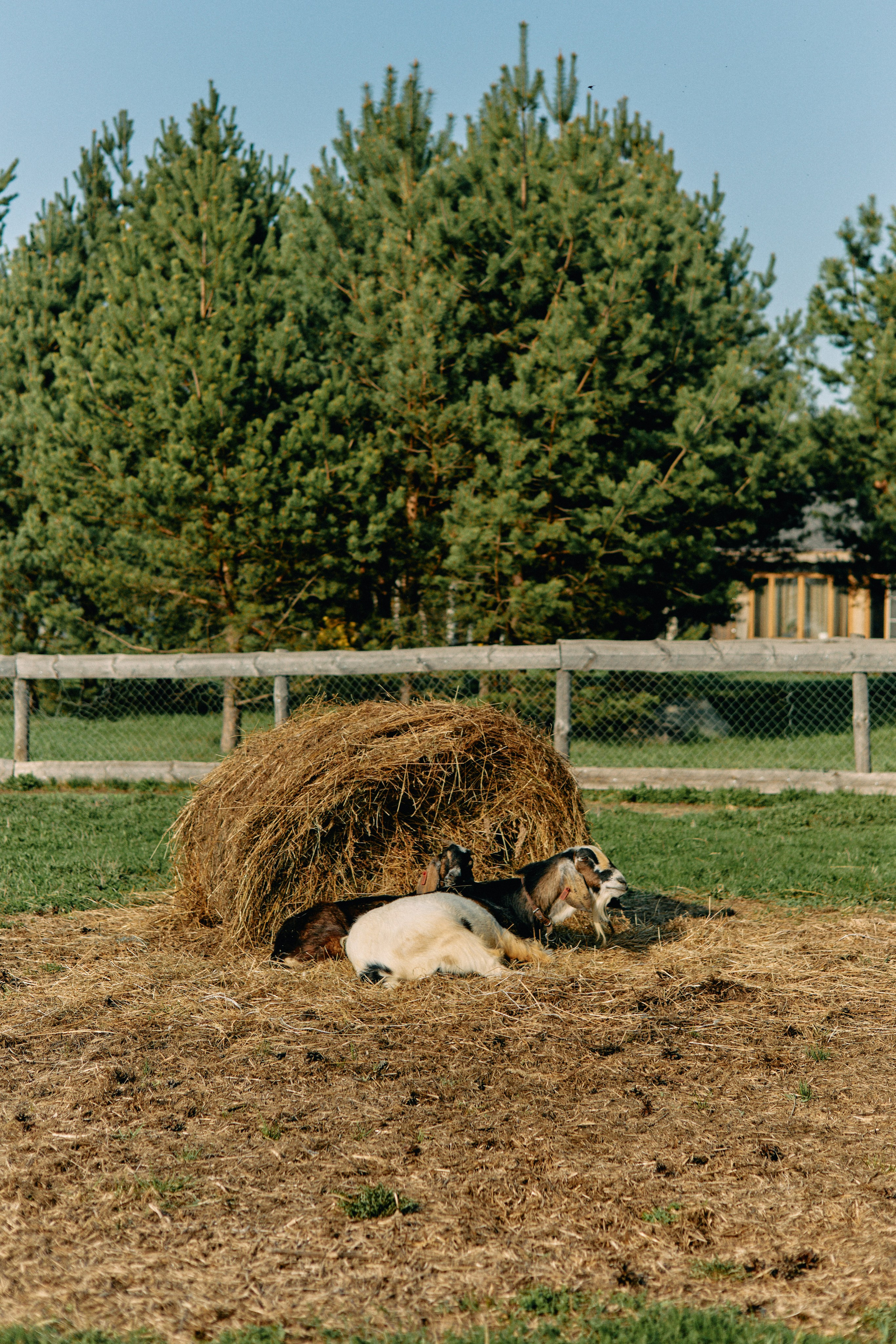 Бутик-отель Поле летом. Профессиональный Фотограф во Владимире, в Москве и в Суздале — Полина Романычева