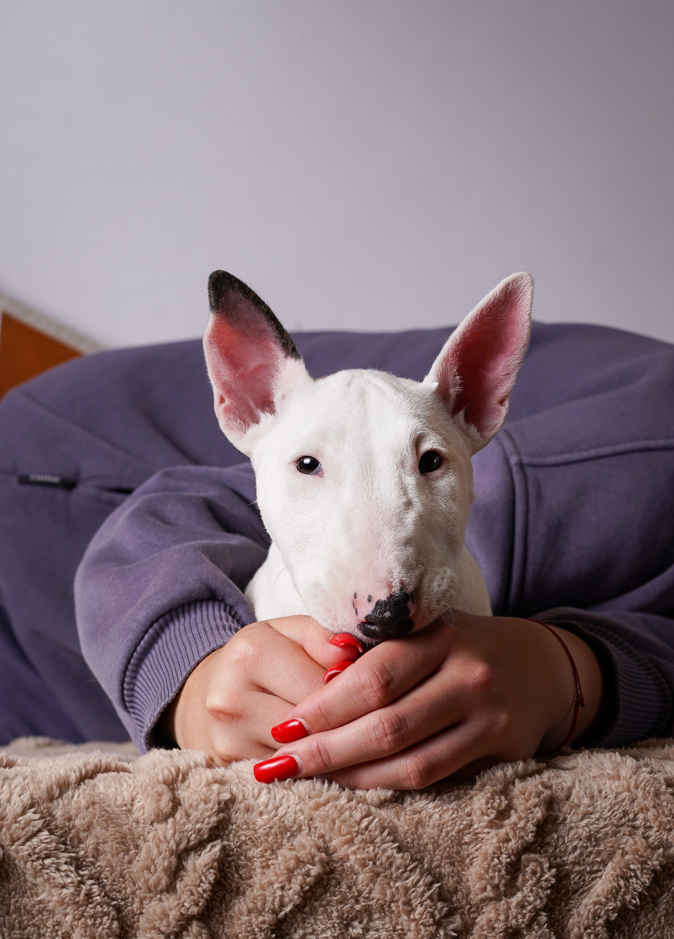Щенки минибультерьера. Фотограф-анималист в Санкт-Петербурге Яна Мартынова