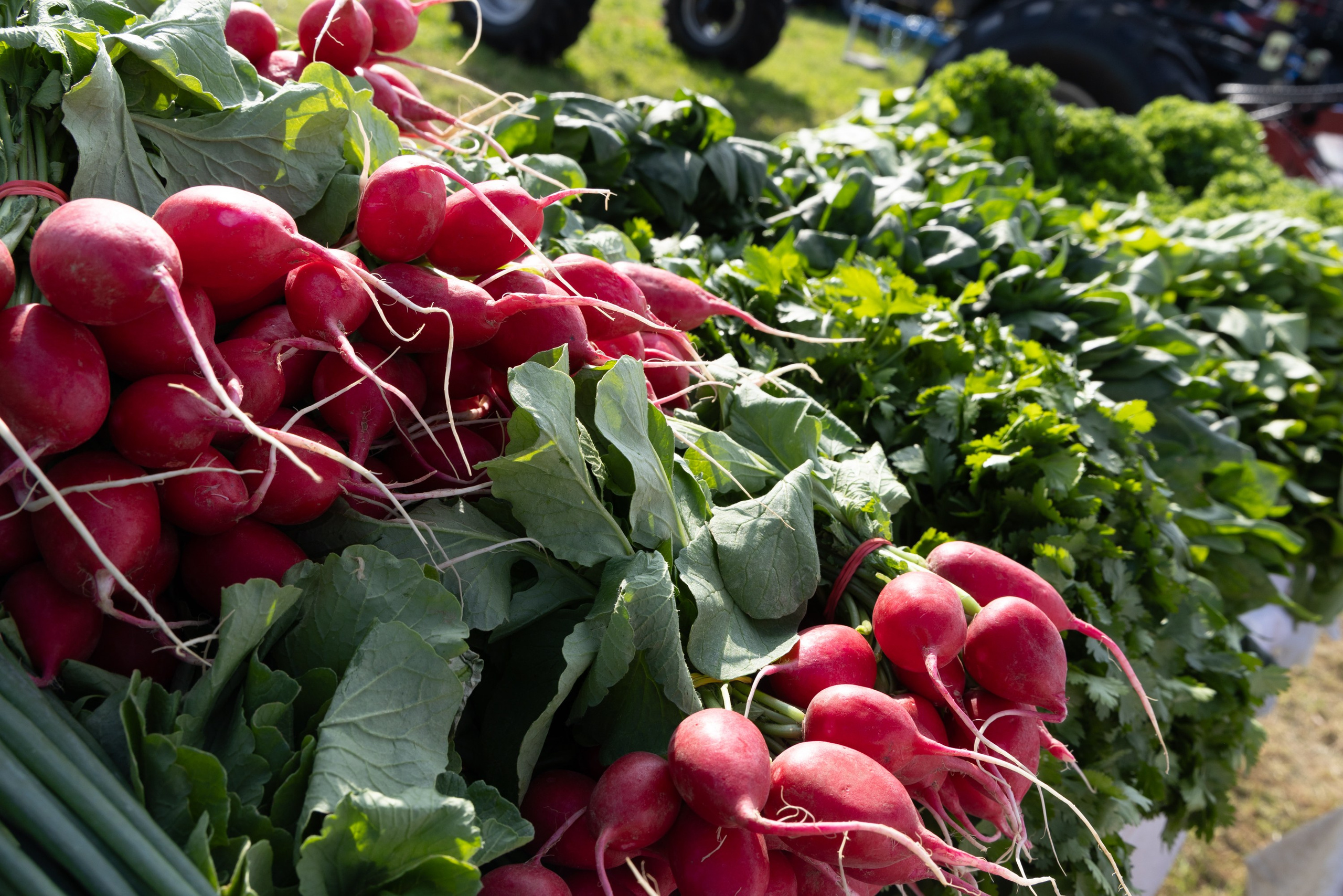 День поля 2024