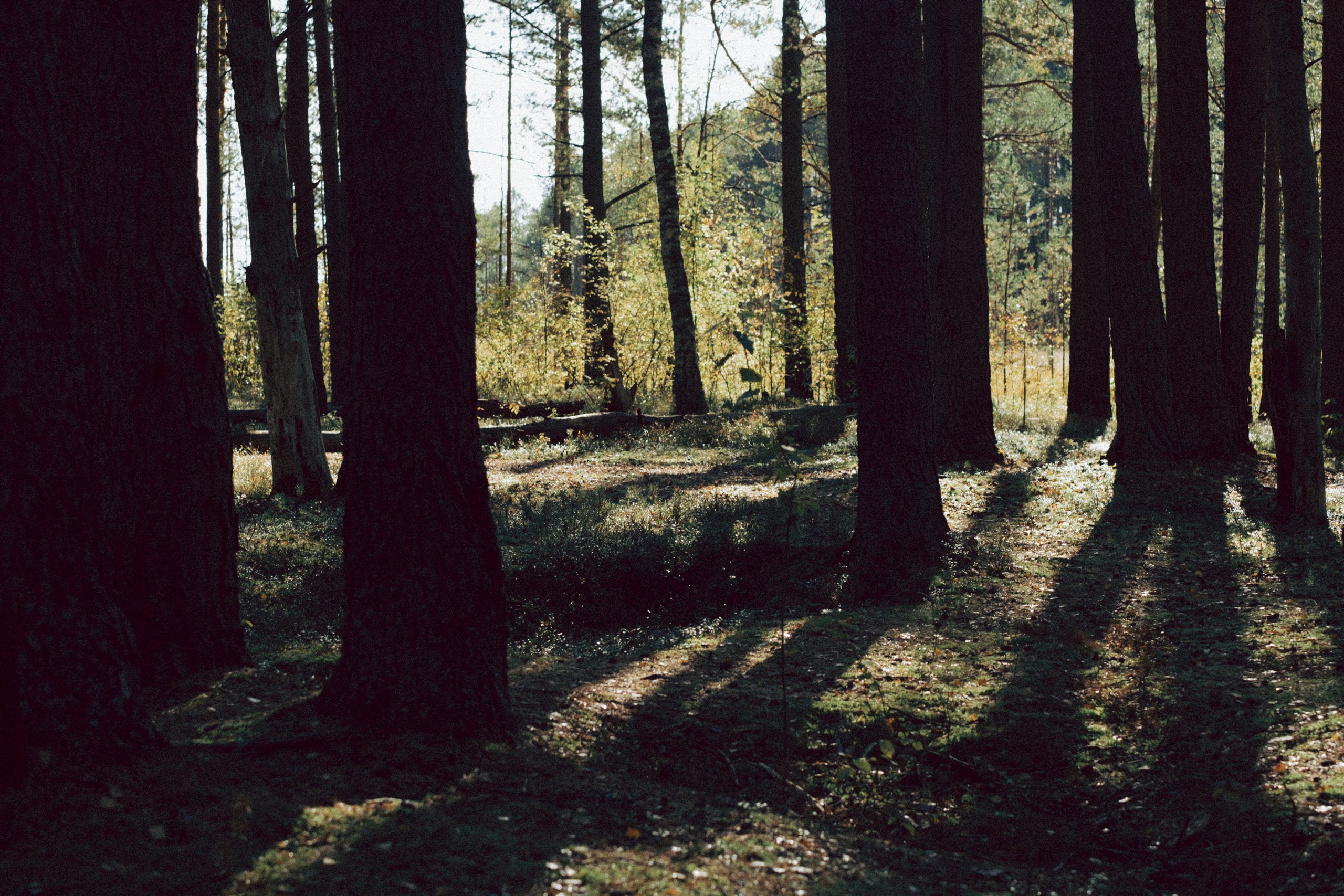 Осеняя прогулка. Профессиональный фотограф, Санкт-Петербург — Виктория Богомолова