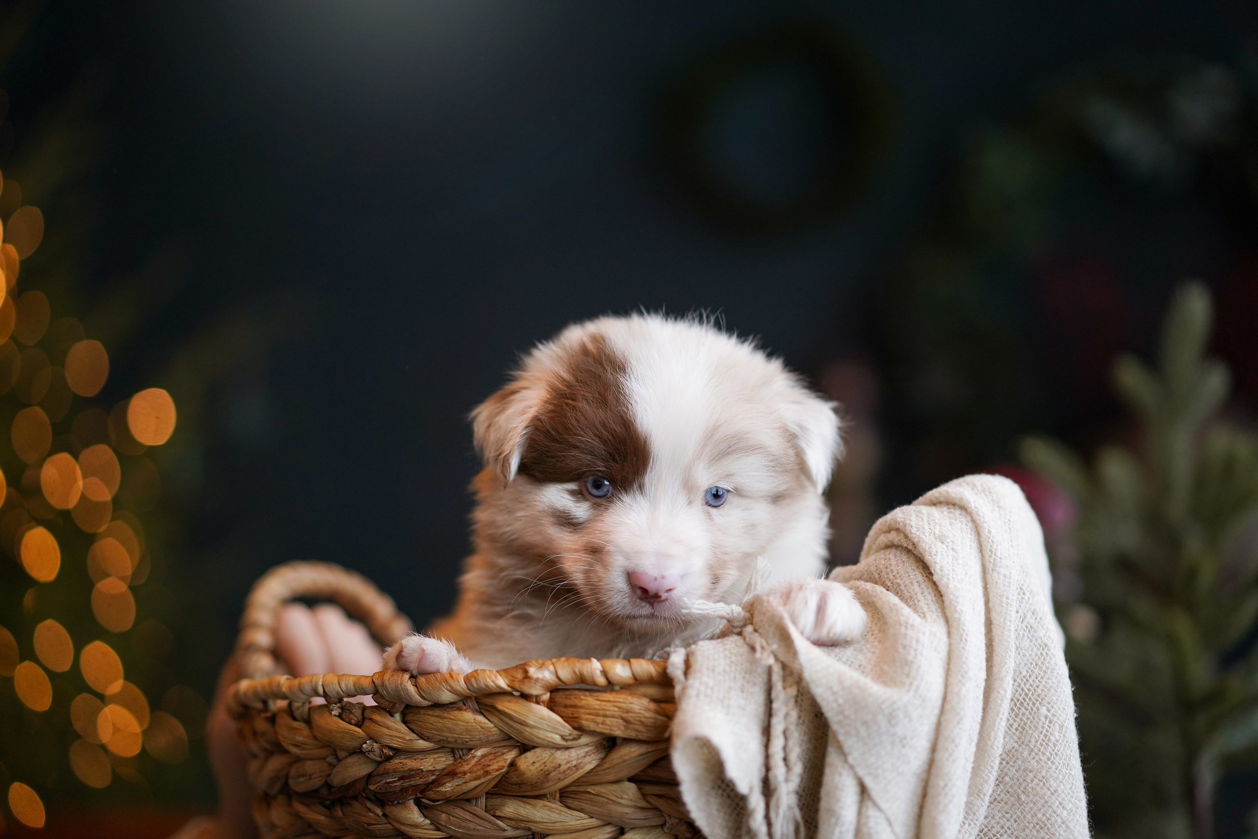 Щенки австралийской овчарки. Фотограф-анималист в Санкт-Петербурге Яна Мартынова