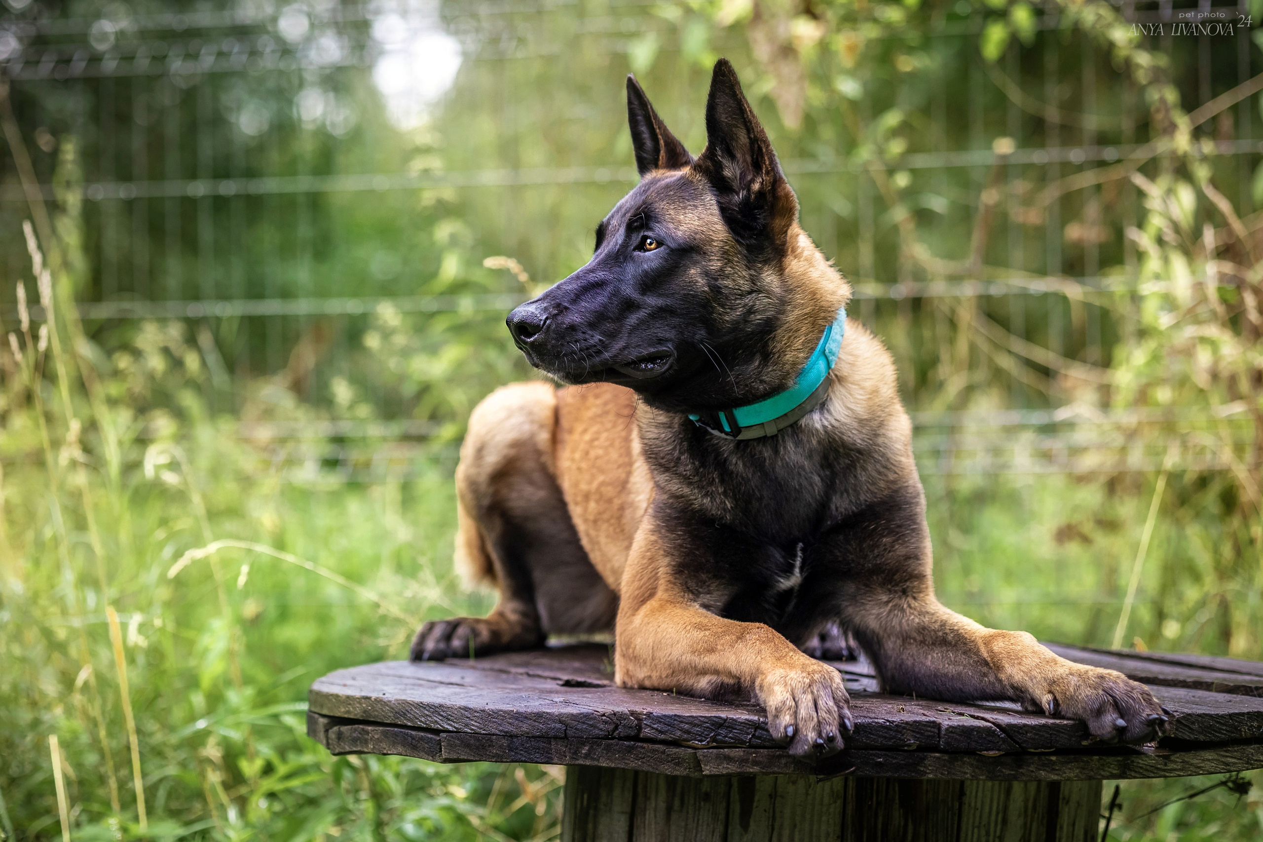 Ралли «Акела». Фотограф анималист Аня Ливанова | Рыбинск