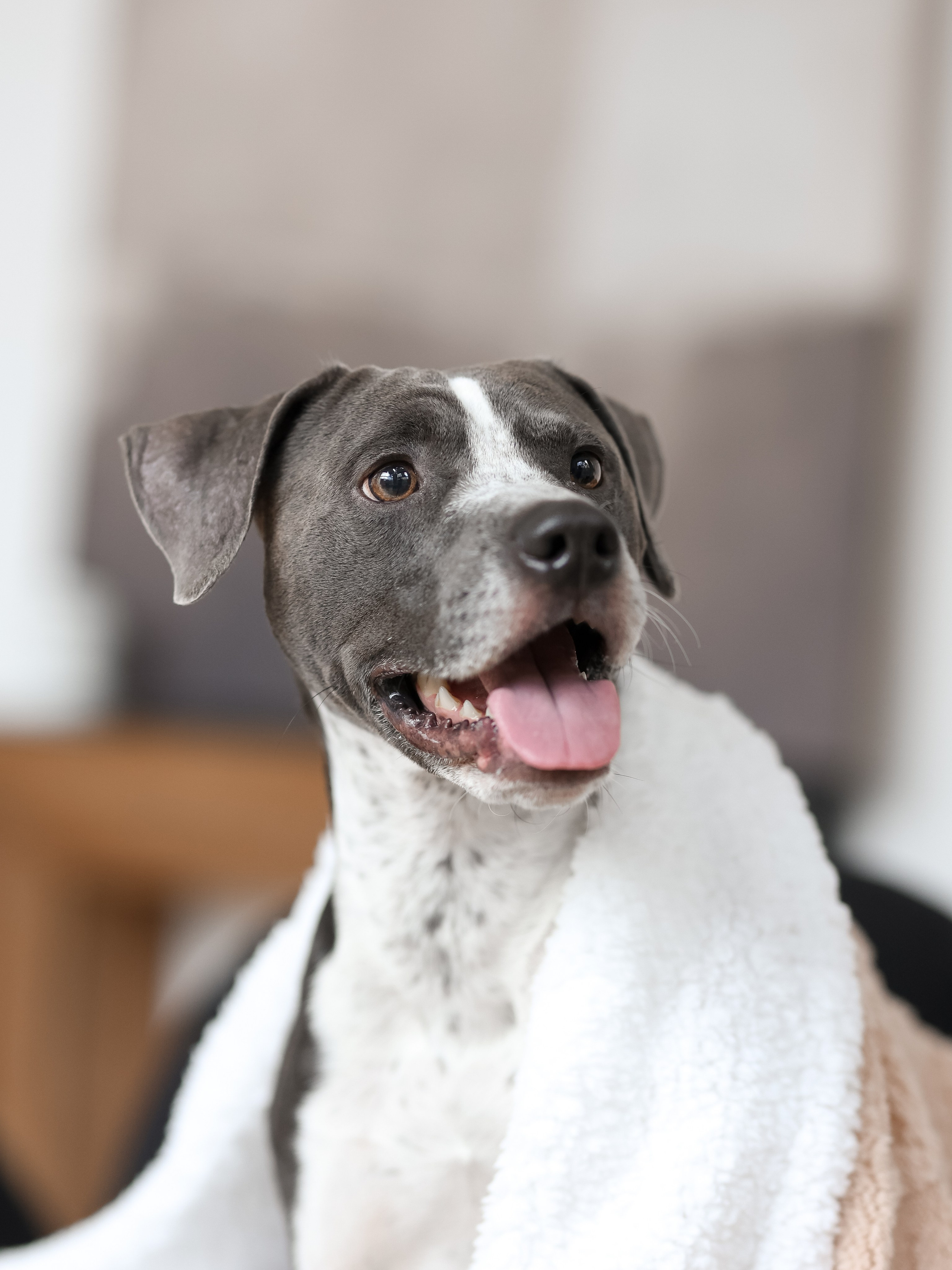 Тортик Даша и Никита. Фотограф-анималист в Москве Кириллова Татьяна