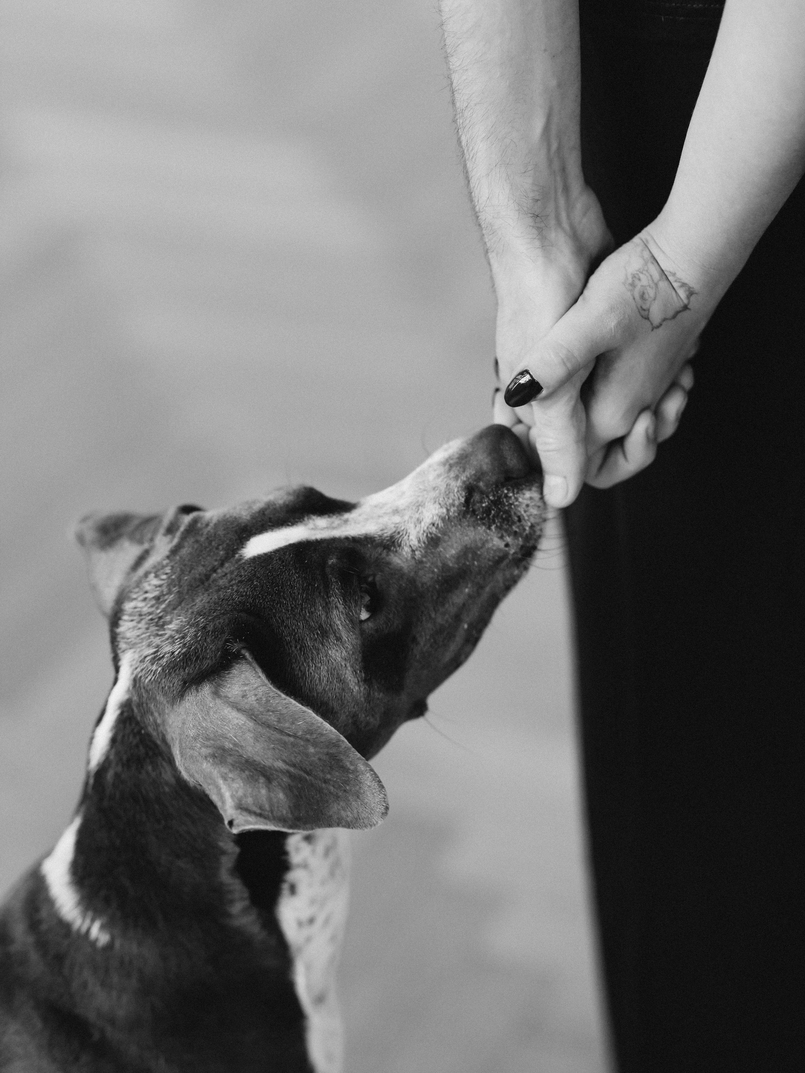 Тортик Даша и Никита. Фотограф-анималист в Москве Кириллова Татьяна