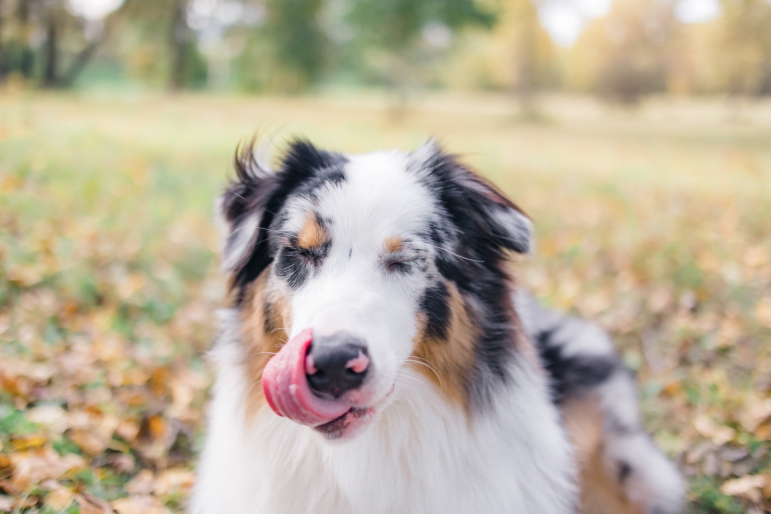 Аусси Дэймон. Свадебный и женский фотограф