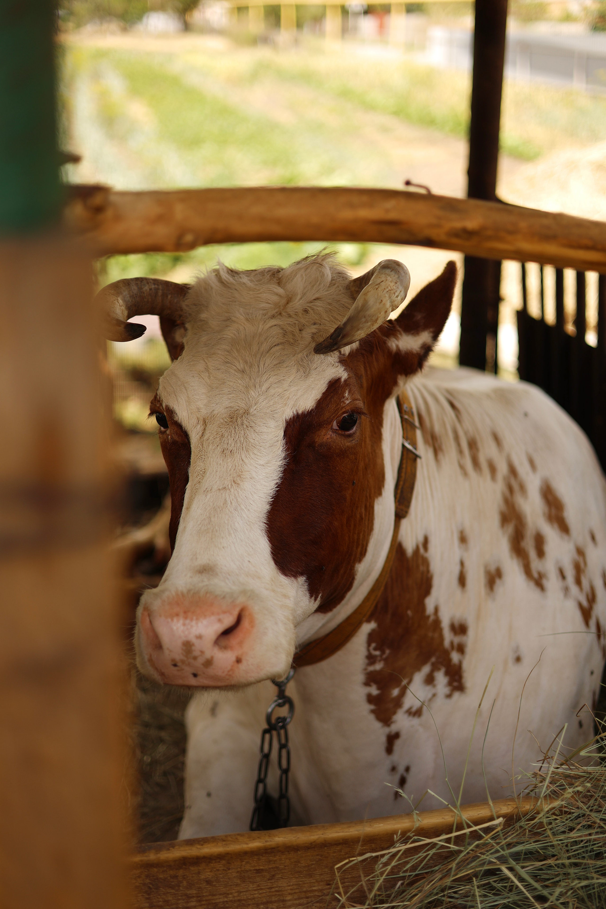 Фотосессия в селе Латоново. Семейный и портретный фотограф в Краснодарском крае, Ростовской области и Москве