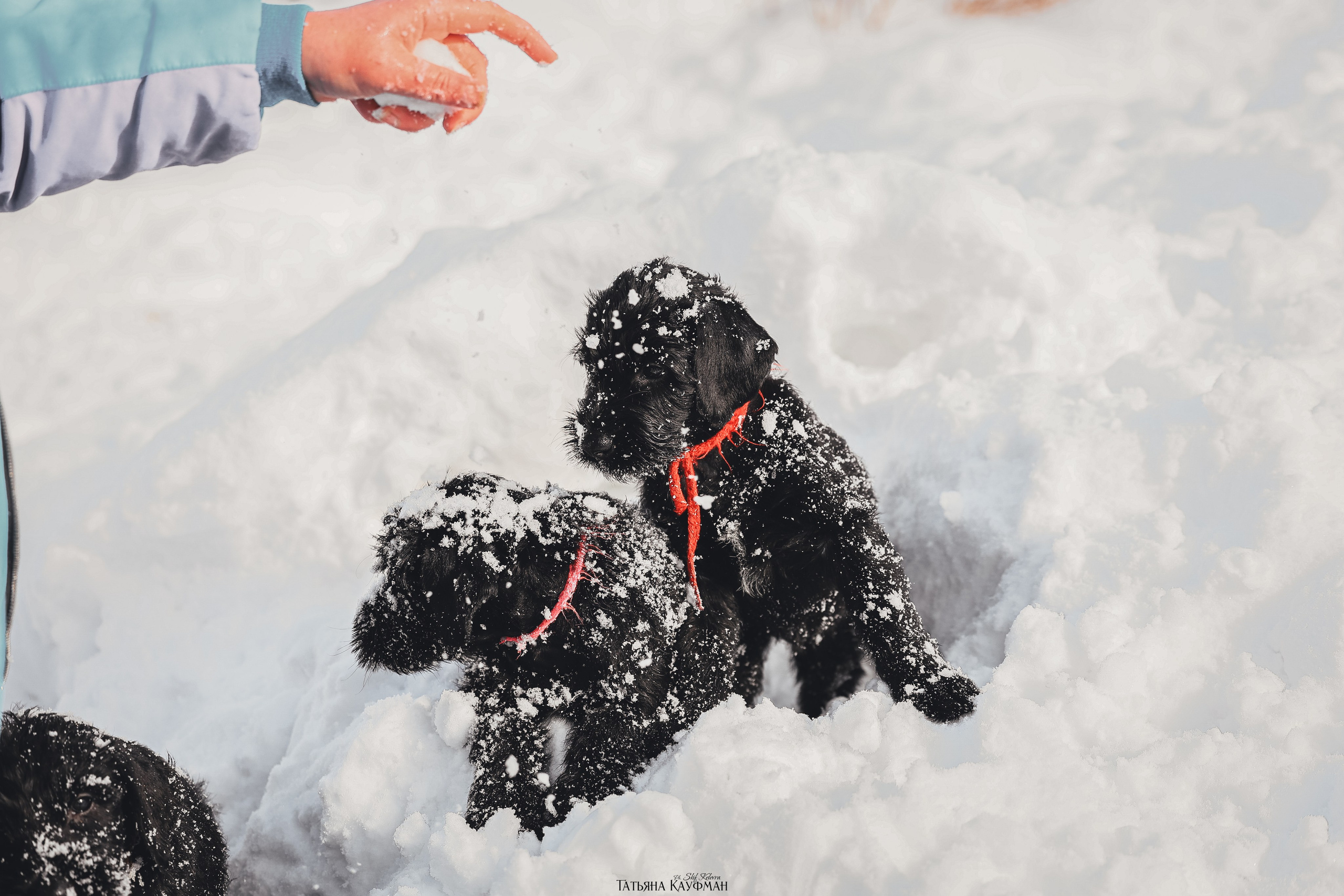 Ризеншнауцер, щенки ризеншнауцера, купить ризеншнауцера, купить щенка, ризеншнауцер Новосибирск, фотосъемка щенков, фотосессия собак, заказать фотосессию, фотографии щенков, сфотографировать щенка, фотограф Анималист, фотограф собак Новосибирск, фотограф анималист Новосибирск