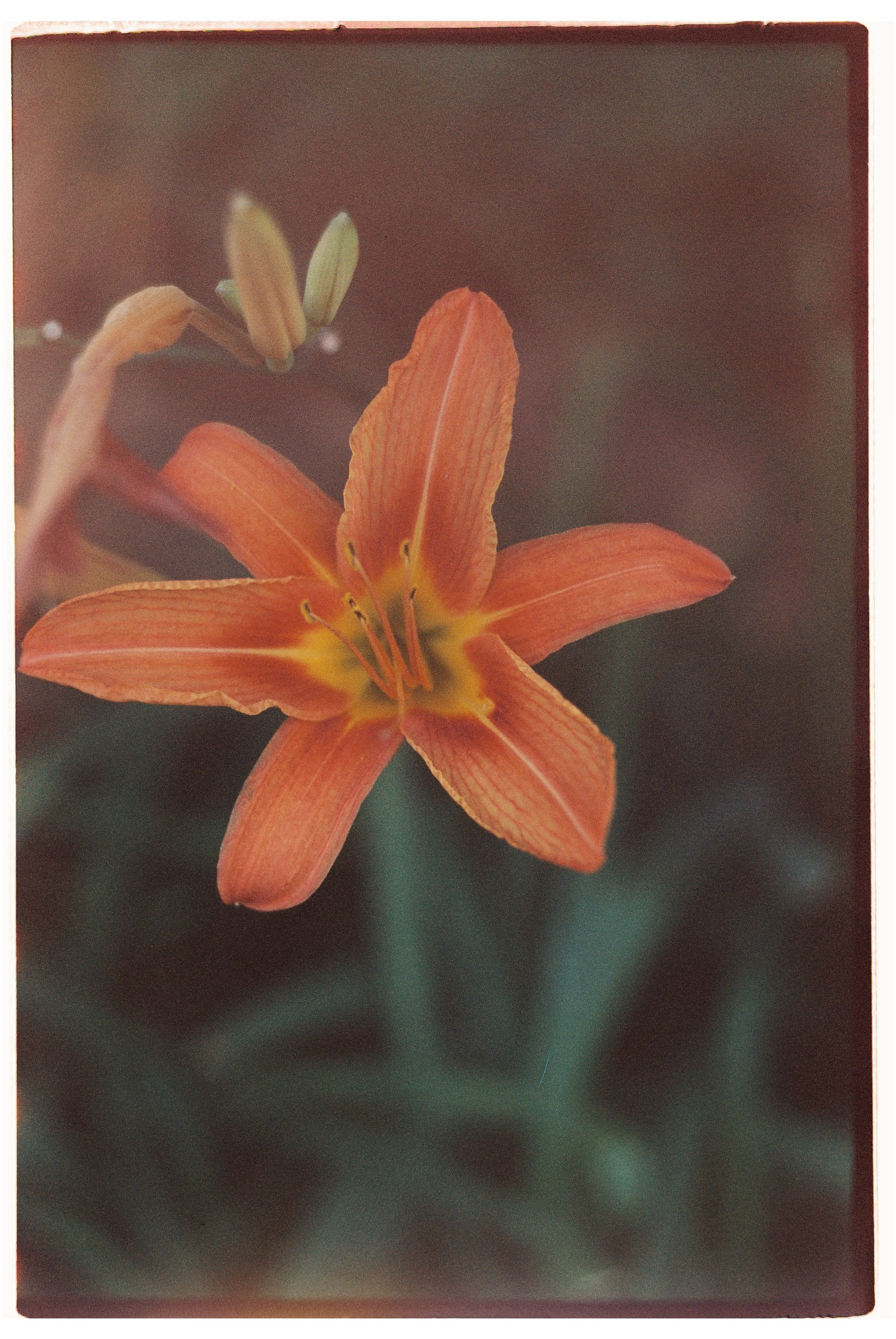 Пленочные кадры. Свадебный фотограф в Москве Кристина Чехова