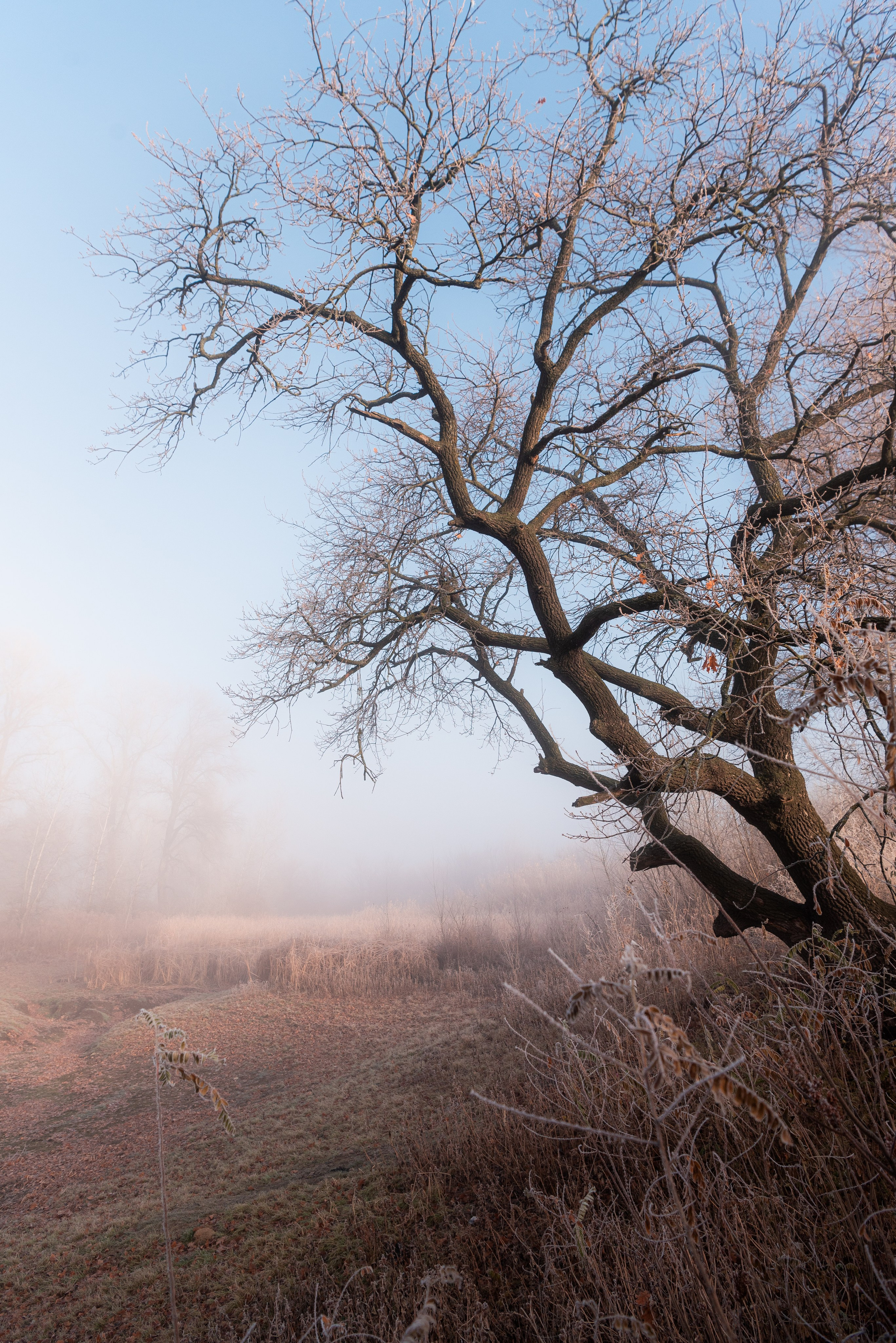 Фотографии утреннего тумана под Волжским. Фотограф в Волгограде и Волжском Александр Горбань
