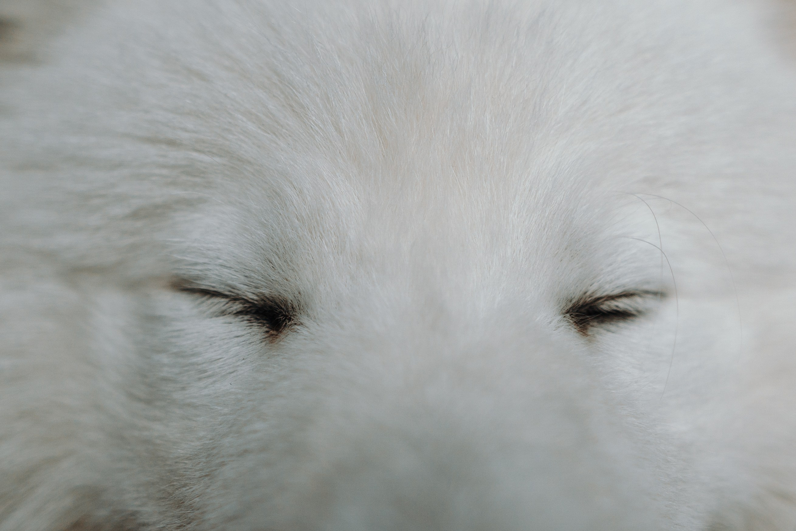 Марина и Мушу. Фотограф — Анималист | Санкт-Петербург