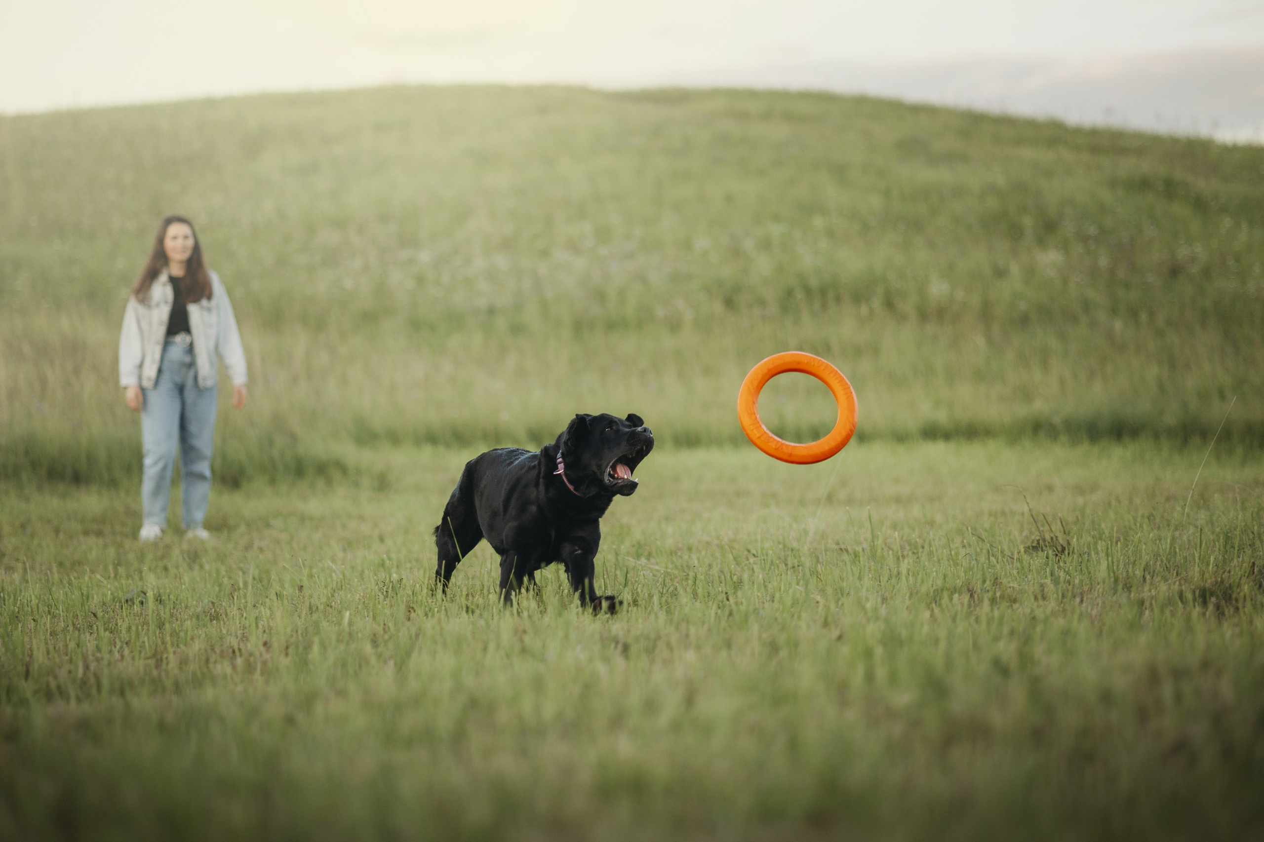 Бомбей и его семья. Фотограф — Анималист | Санкт-Петербург