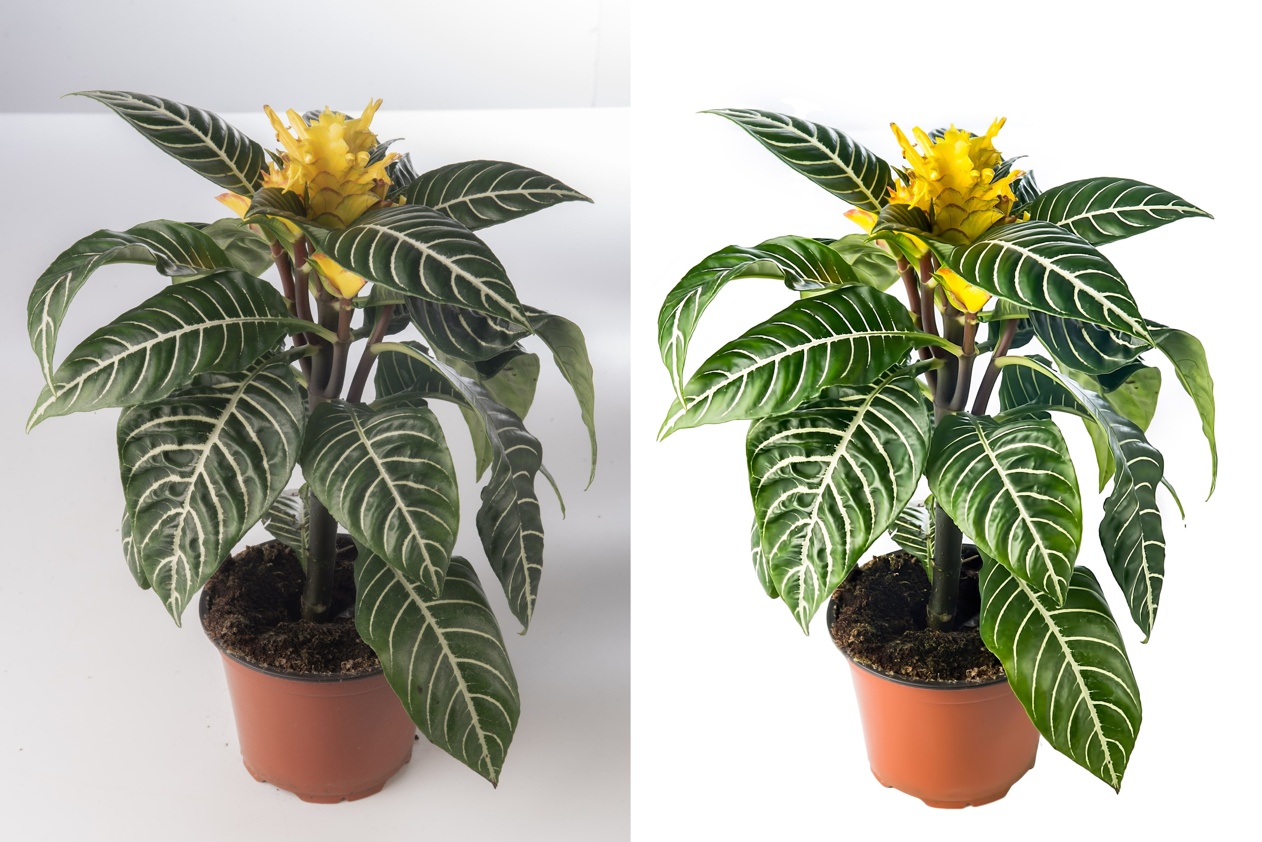 Ретушь растений и овощей | Студия SVITHART