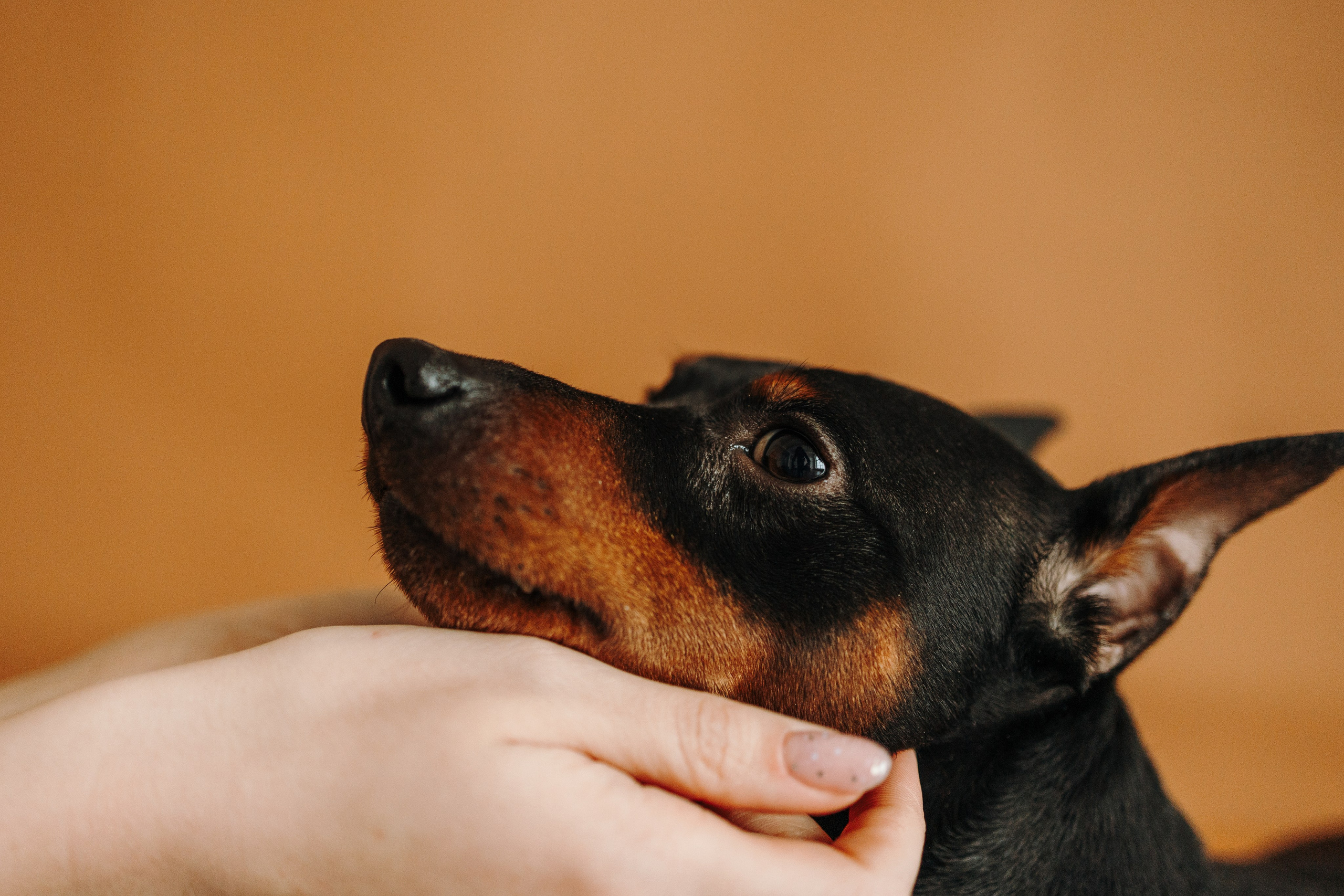 Катя и ее мальчики. Фотограф — Анималист | Санкт-Петербург
