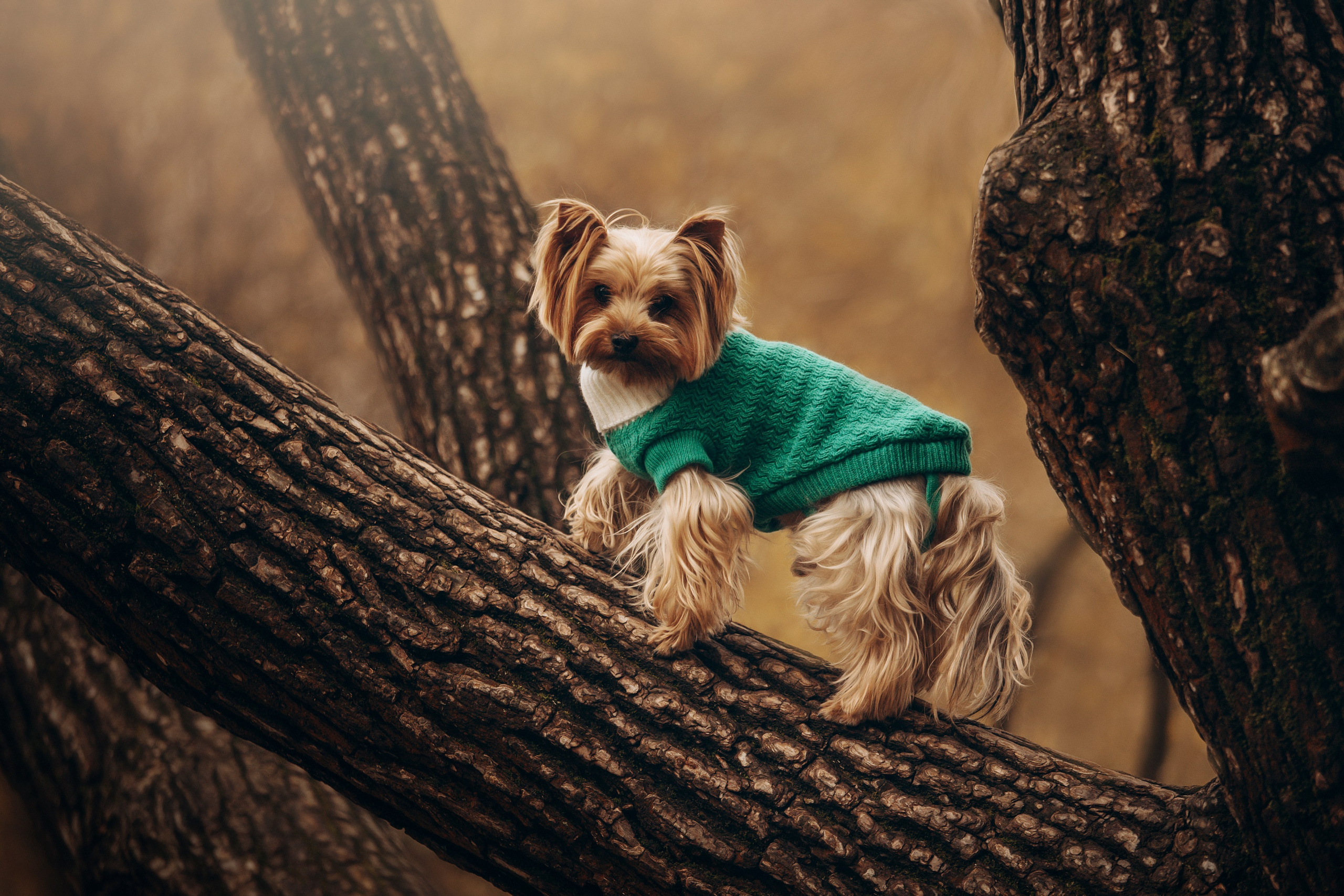 Настя и Тёма. Фотограф — Анималист | Санкт-Петербург