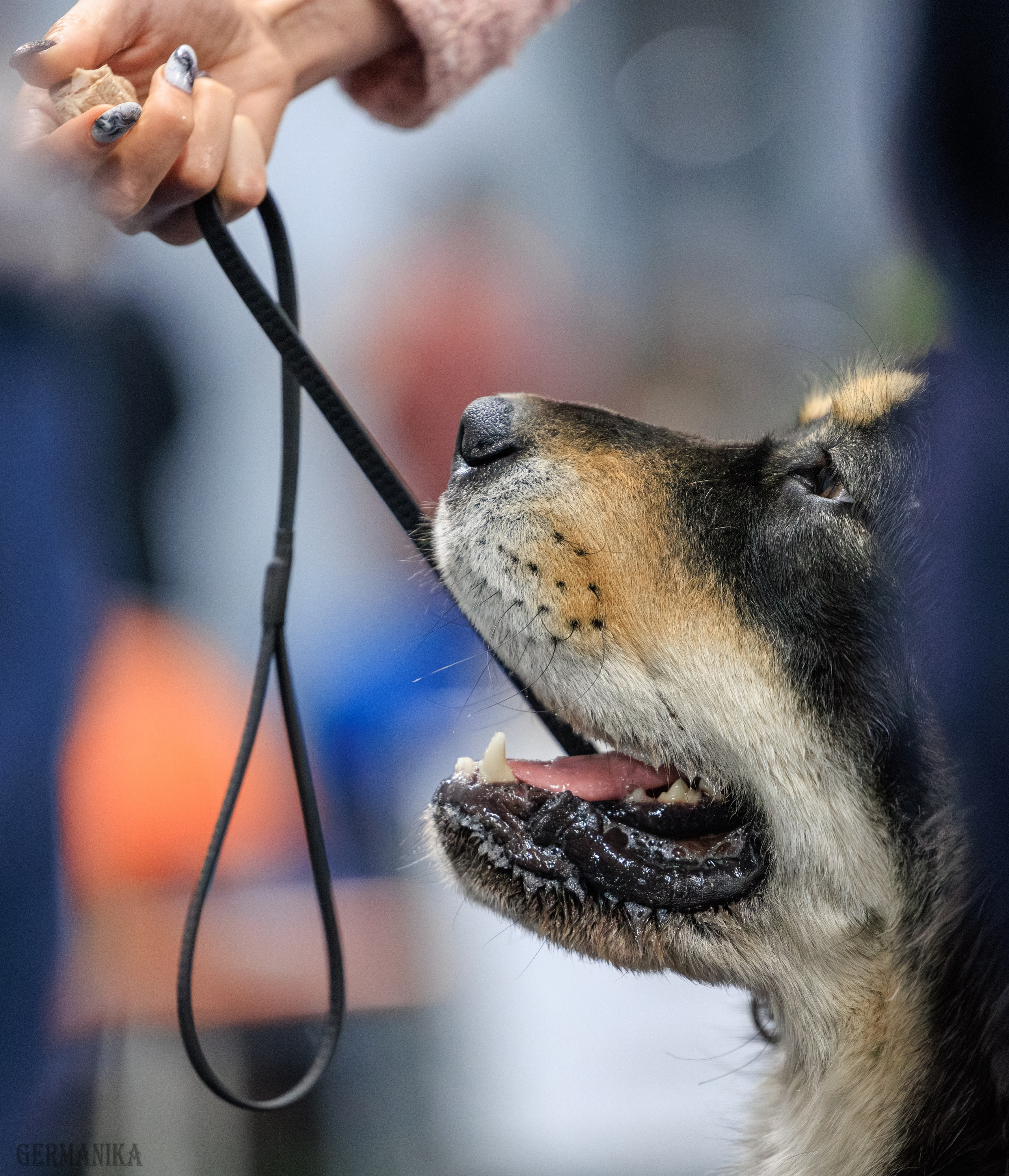 Сфера 08 и 10.03.2024 2хмоно ротвейлеров+2хмоно сао. Фотограф-анималист Юлия Германика