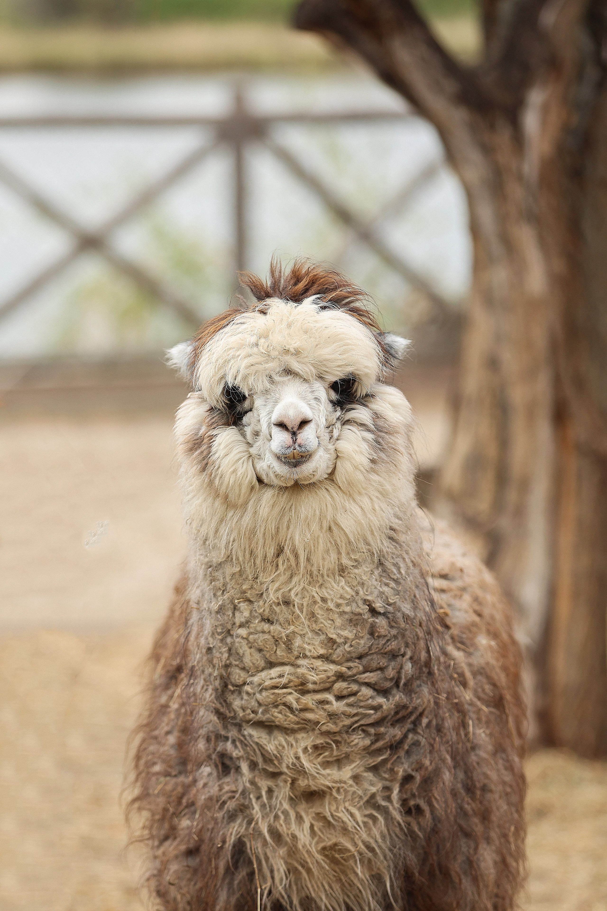 Зоопарк Малинки. Фотограф-АниМалист Анна Абрамова