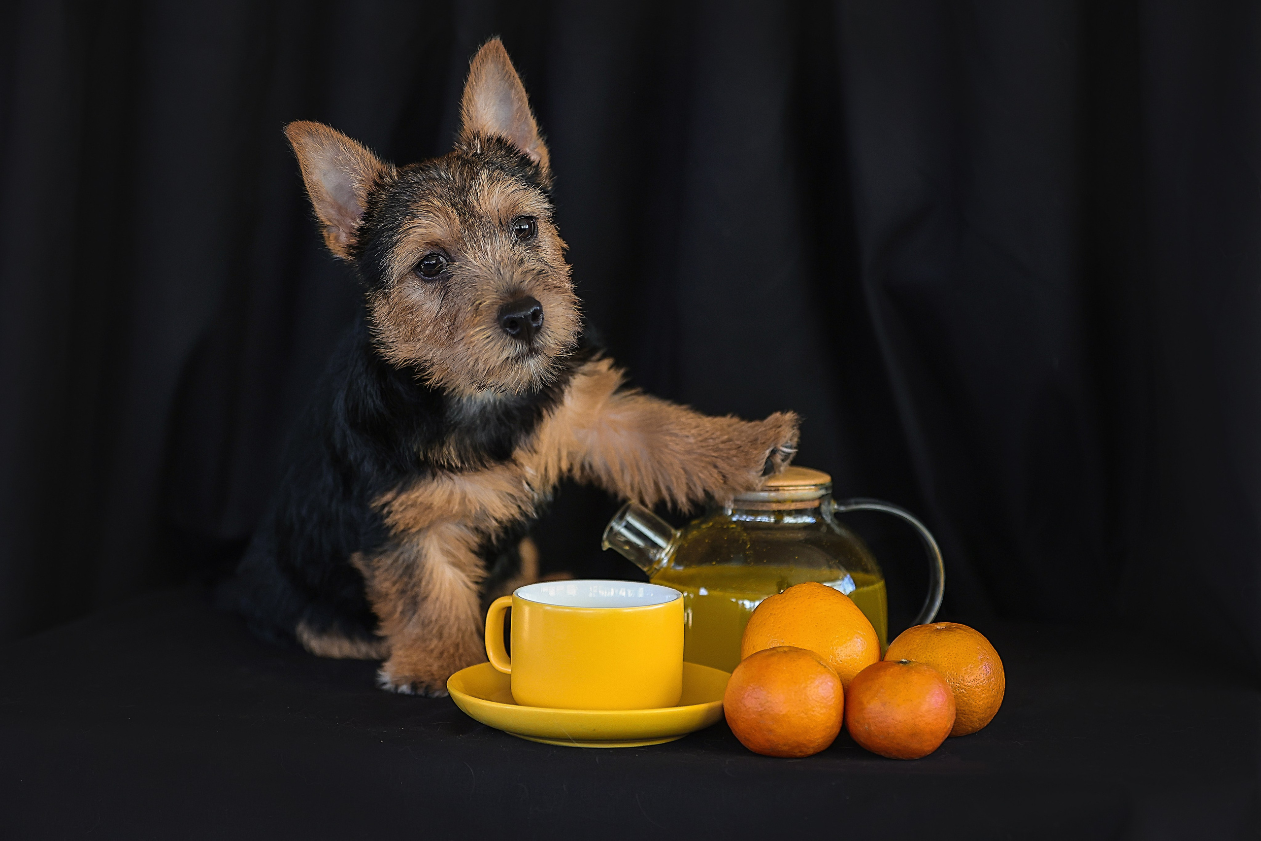 В СТУДИИ. Фотограф-АниМалист Анна Абрамова