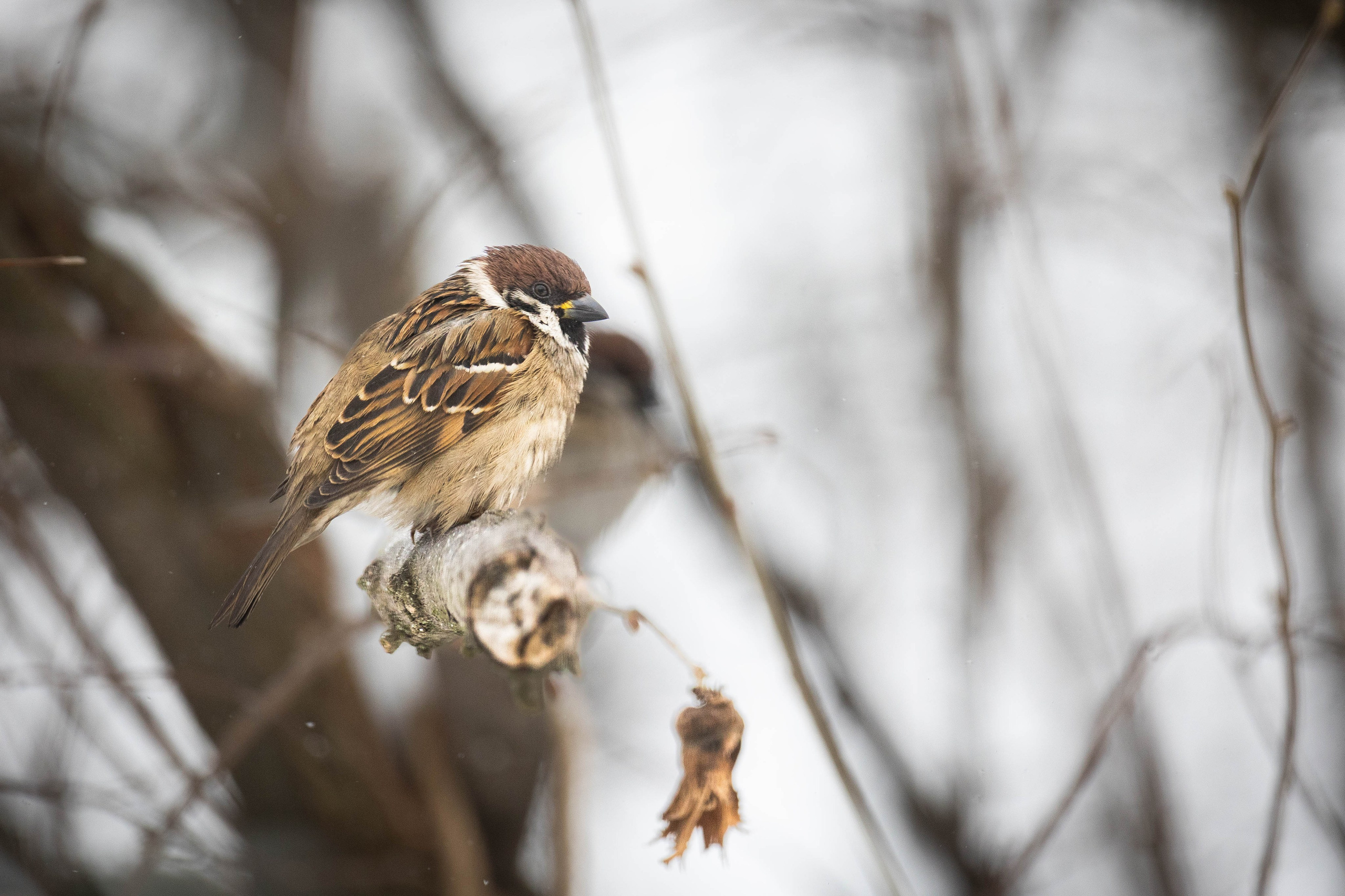 Дикий животный мир. Фотограф-АниМалист Анна Абрамова