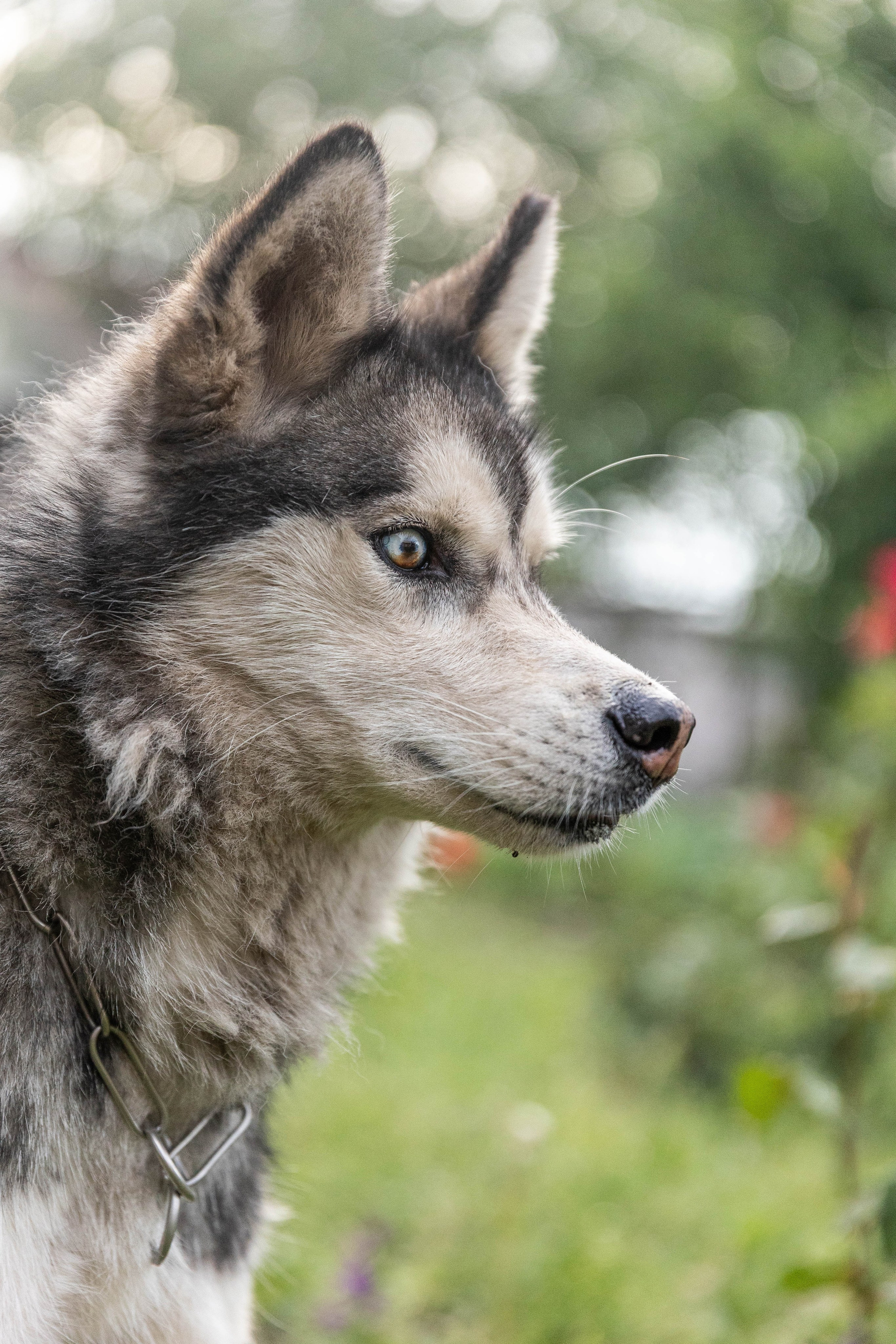 ВЕСТА И ЛЕРА. Фотограф-АниМалист Анна Абрамова
