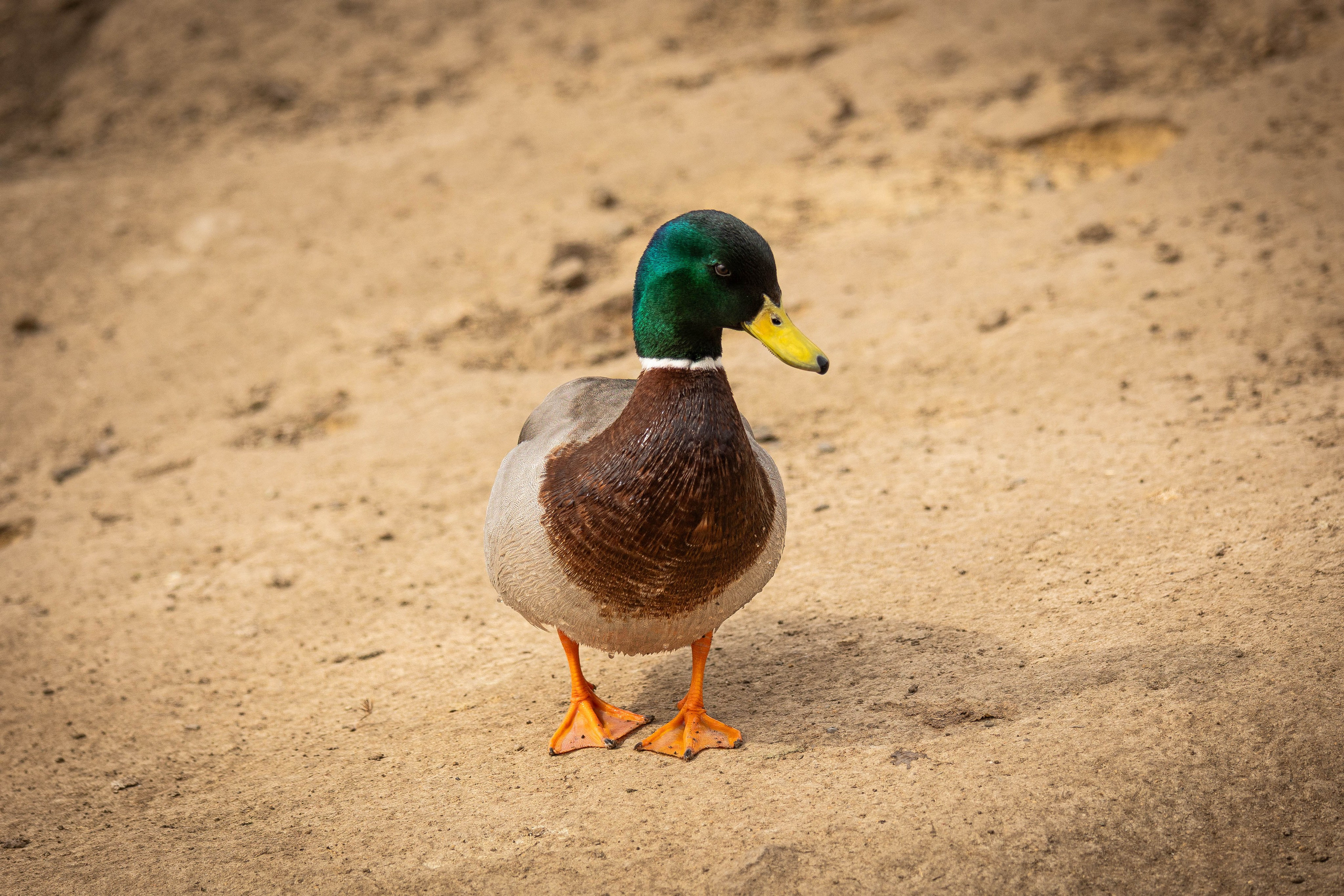 Парк Малинки 2026. Фотограф-АниМалист Анна Абрамова