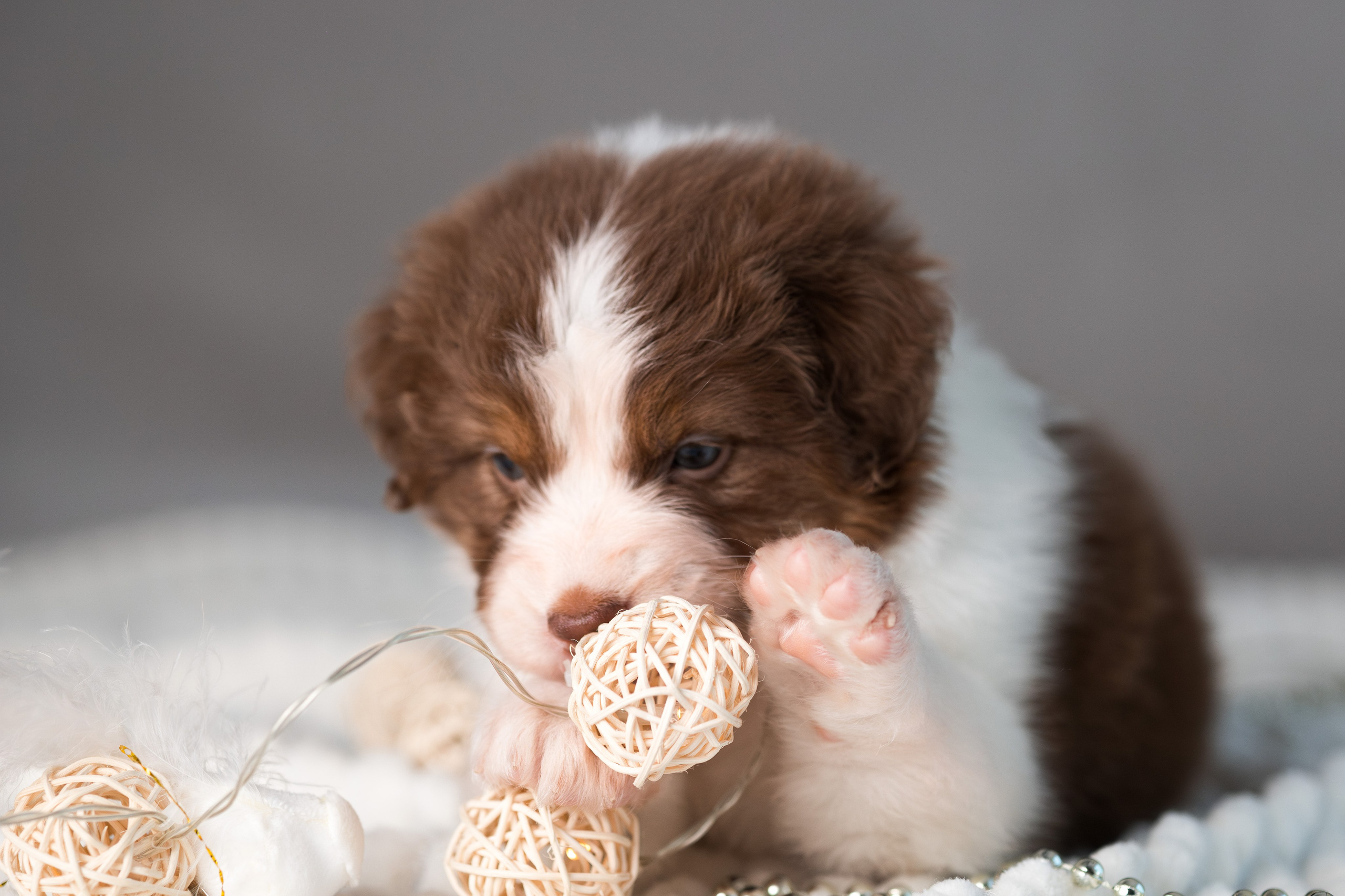 Щенки. Фотограф Яна Матвеева в Ижевске