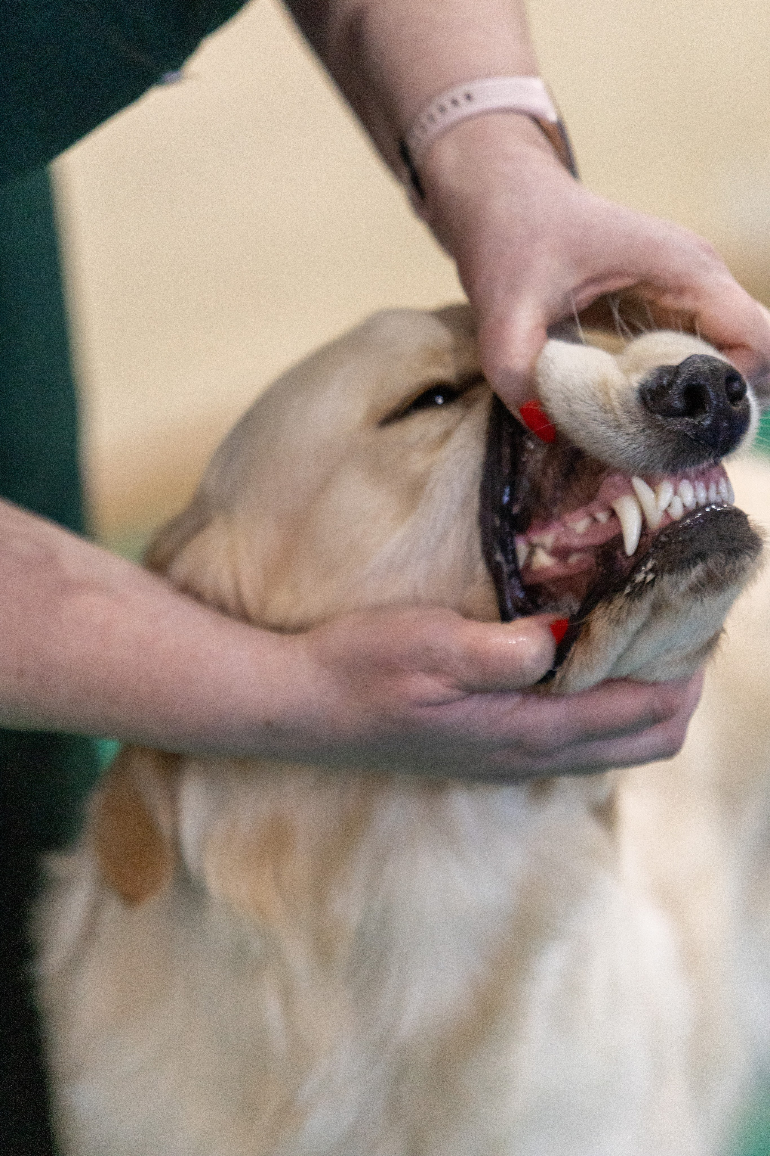 Собаки. Фотограф Яна Матвеева в Ижевске
