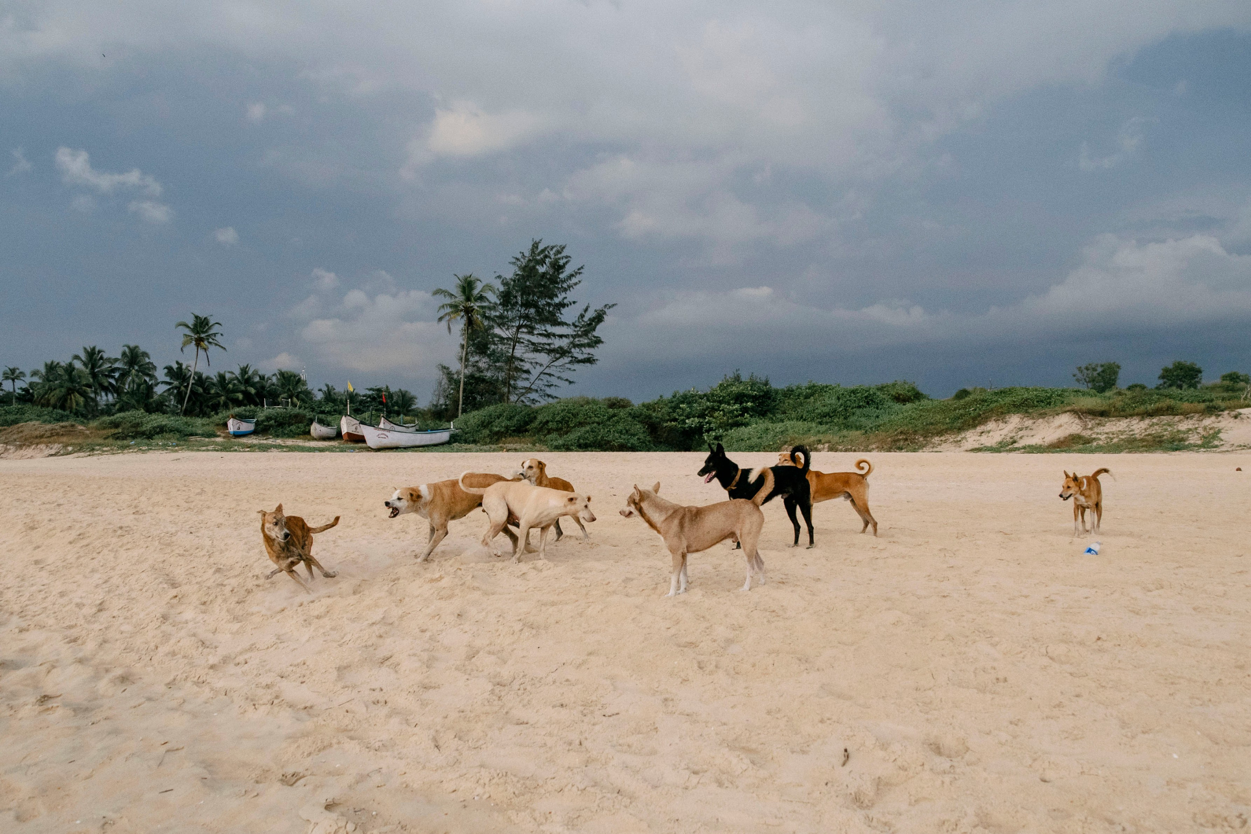 Гоа. индия. Iraogo