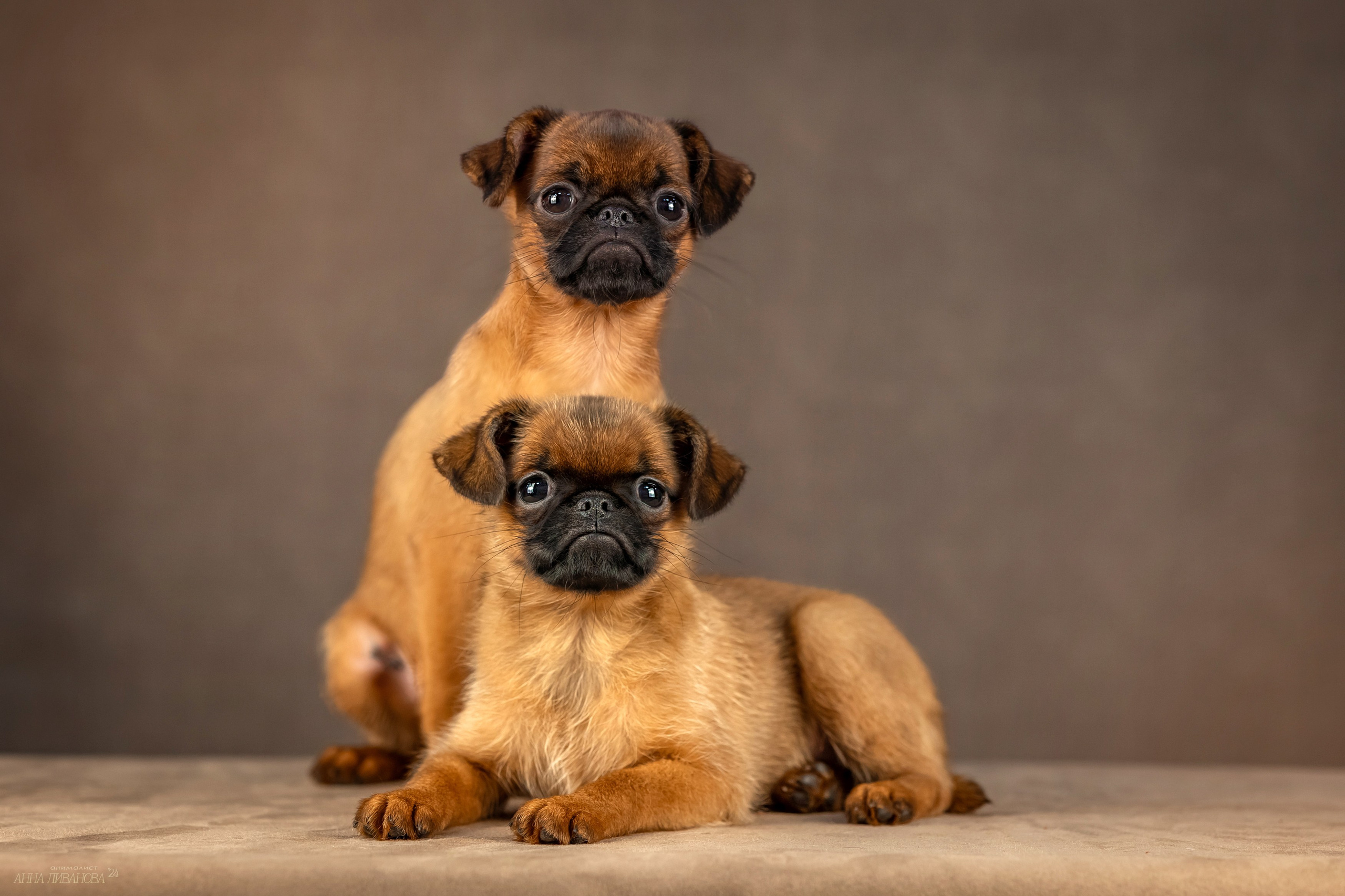 Гриффончики. Фотограф анималист Аня Ливанова | Рыбинск