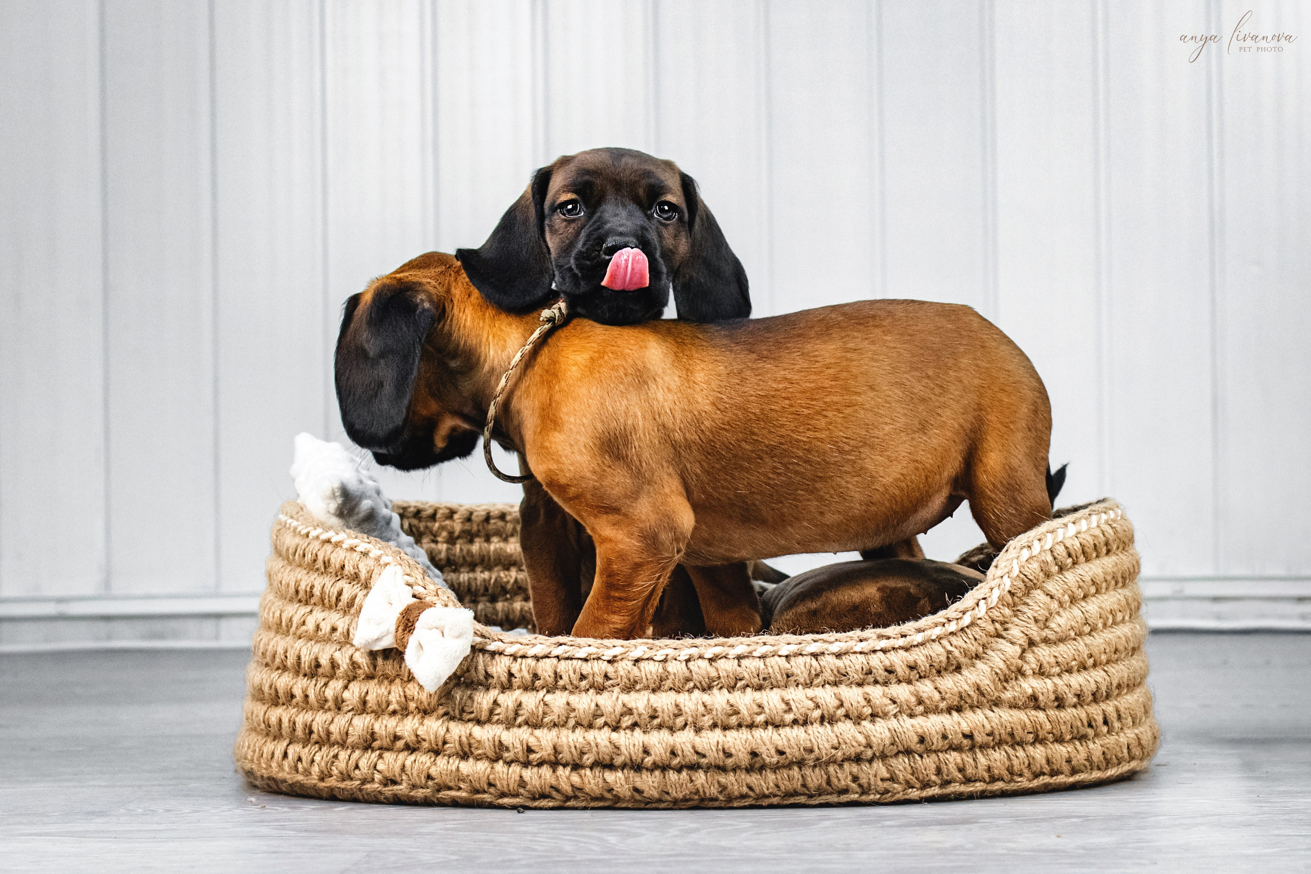 Баварки. Фотограф анималист Аня Ливанова | Рыбинск